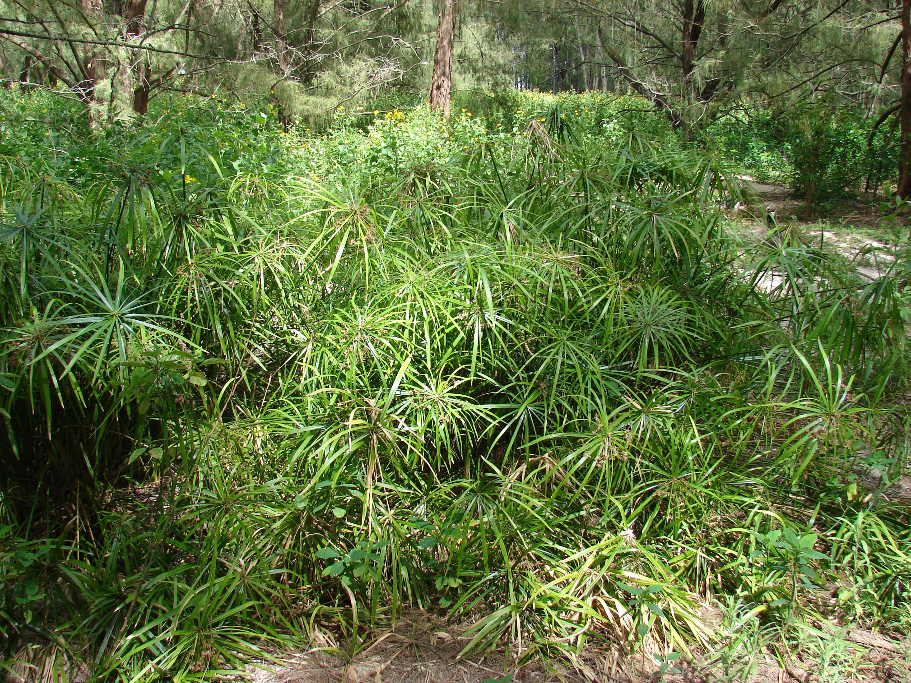Umbrella Plant, Umbrella Flatsedge (Cyperus Alternifolius) — perennial for deep shade or full or half or shade; so thoughtful placement and potential