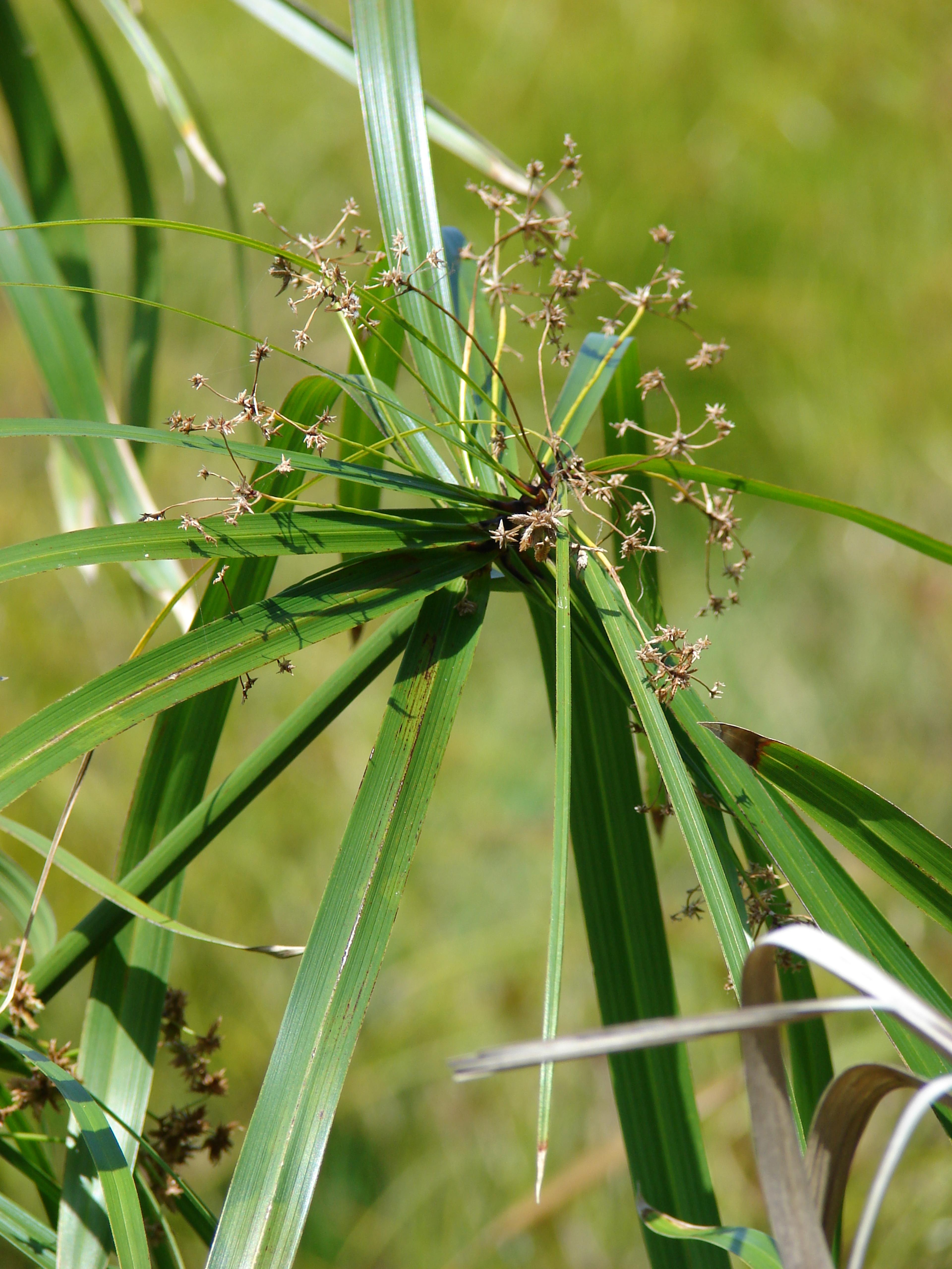 Umbrella Plant, Umbrella Flatsedge (Cyperus Alternifolius) — perennial with green blooms; can be utilized as an accent or centerpiece due to its unique