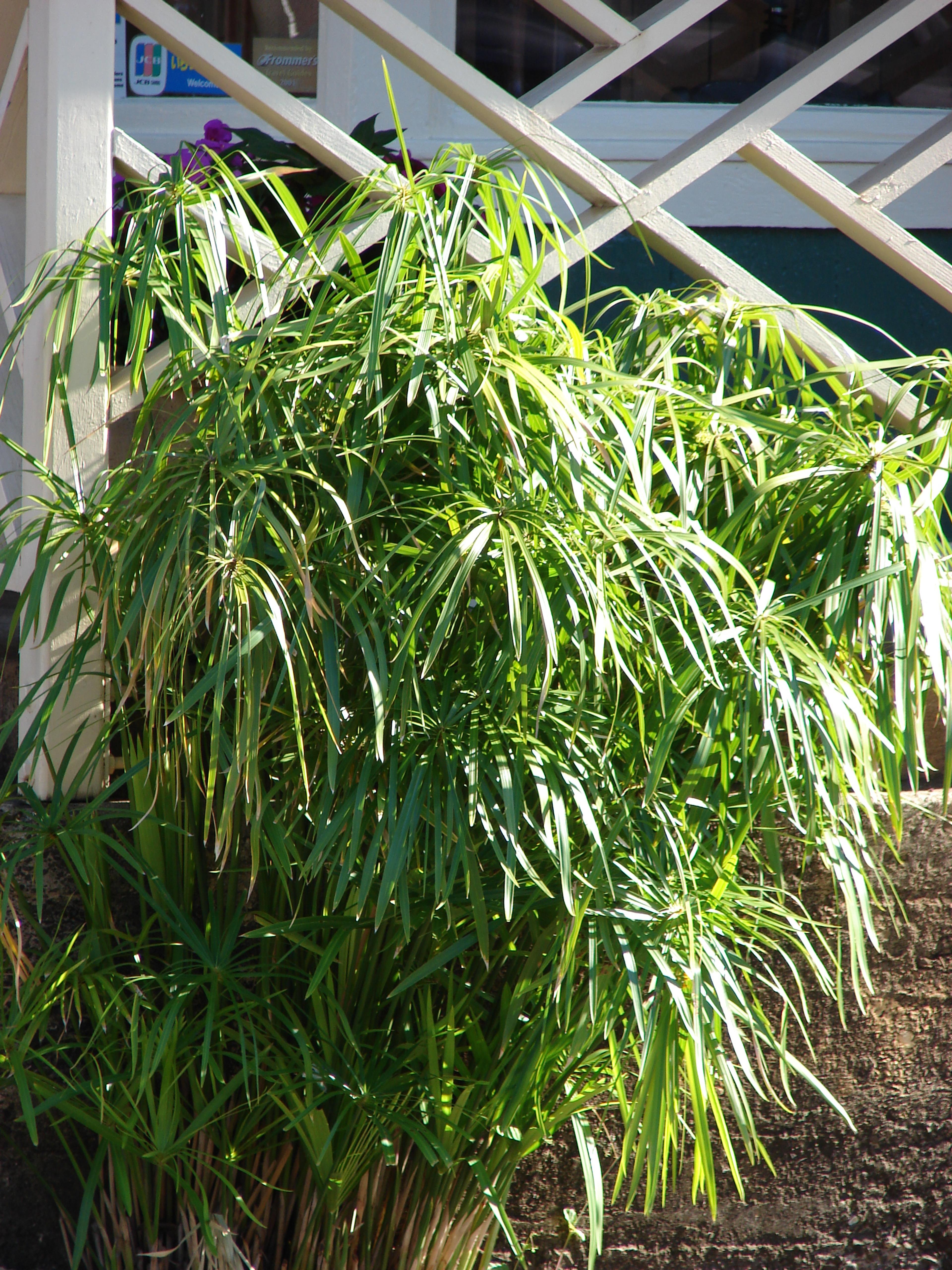 Umbrella Plant, Umbrella Flatsedge (Cyperus Alternifolius) — perennial with green blooms; can be utilized as an accent or centerpiece due to its, image 119