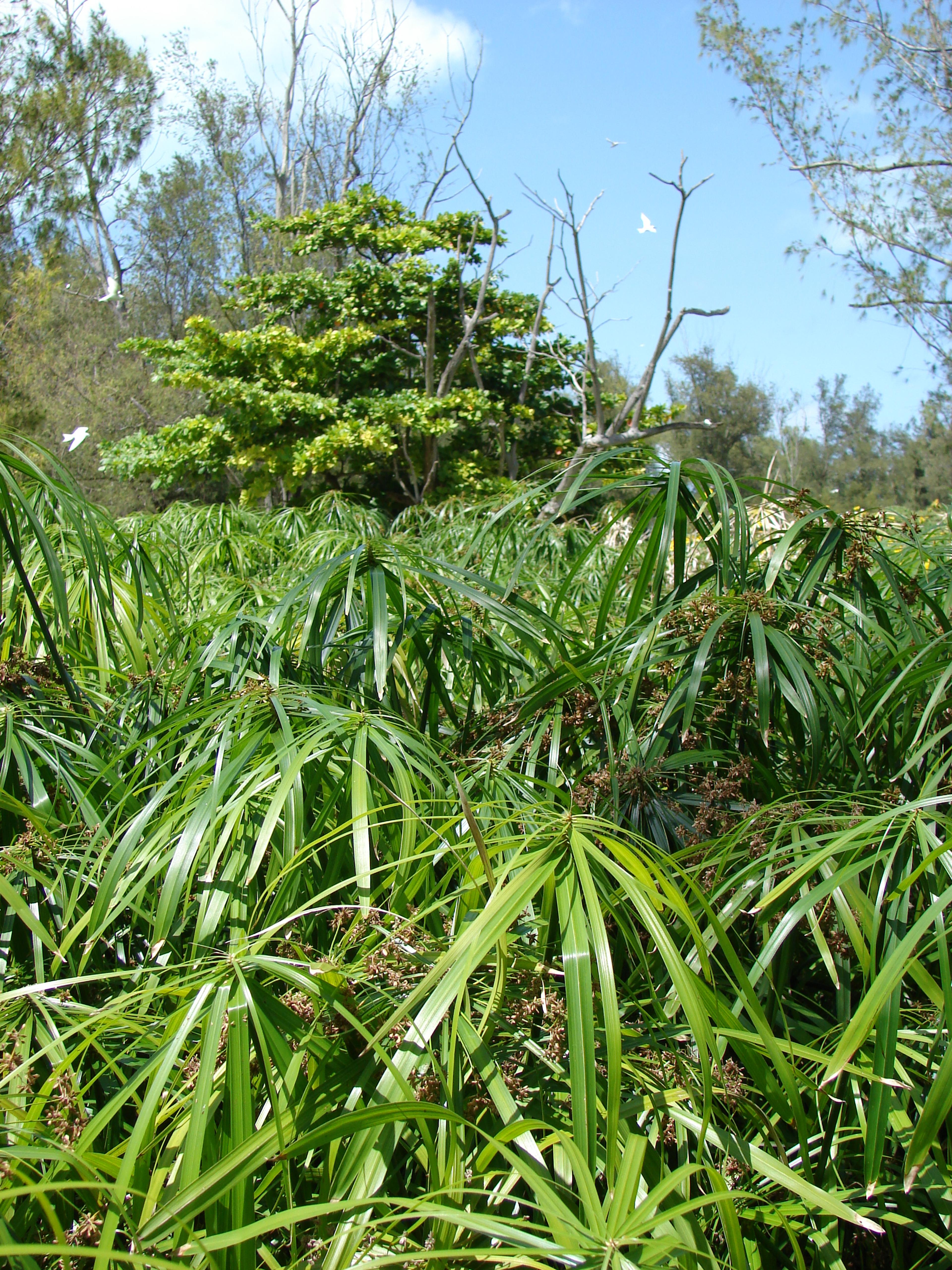 Umbrella Plant, Umbrella Flatsedge (Cyperus Alternifolius) — this charismatic plant can reach a height of 2 to 4 feet; is a tropical plant renowned, image 70