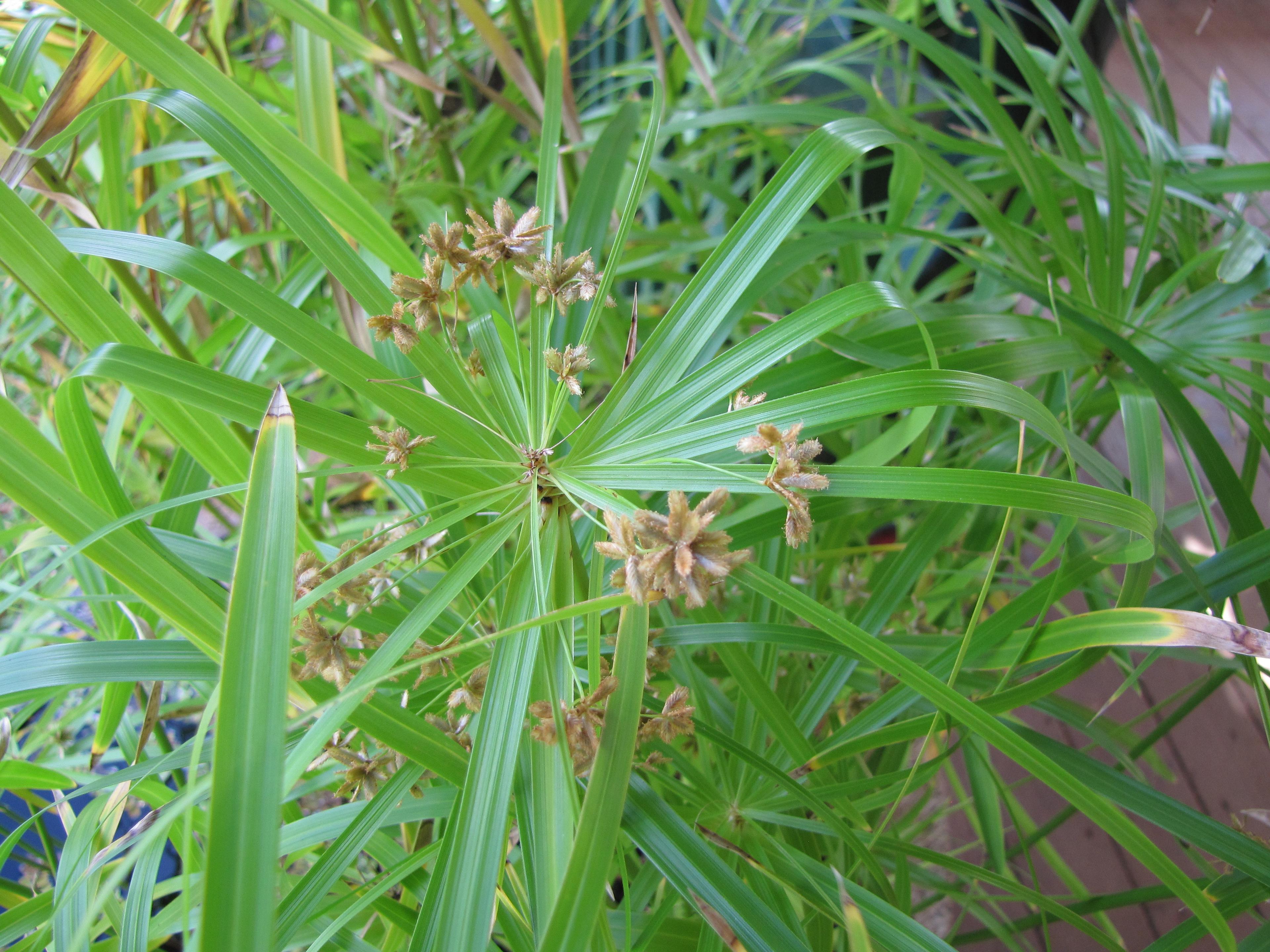 Umbrella Plant, Umbrella Flatsedge (Cyperus Alternifolius) — ensuring adequate moisture and room to grow