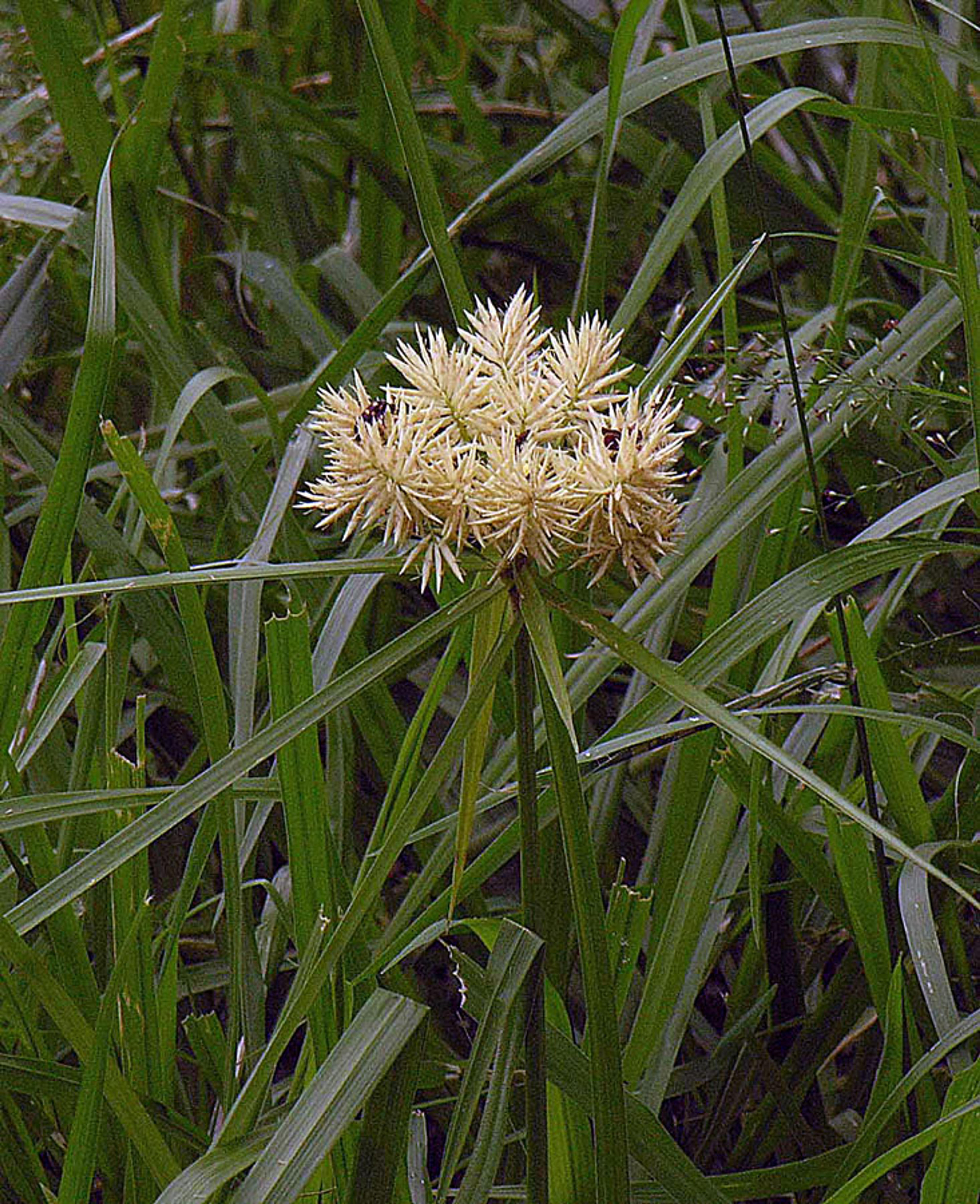 Umbrella Plant, Umbrella Flatsedge (Cyperus Alternifolius) — exotic touch to any landscape design.<br><br>Typically