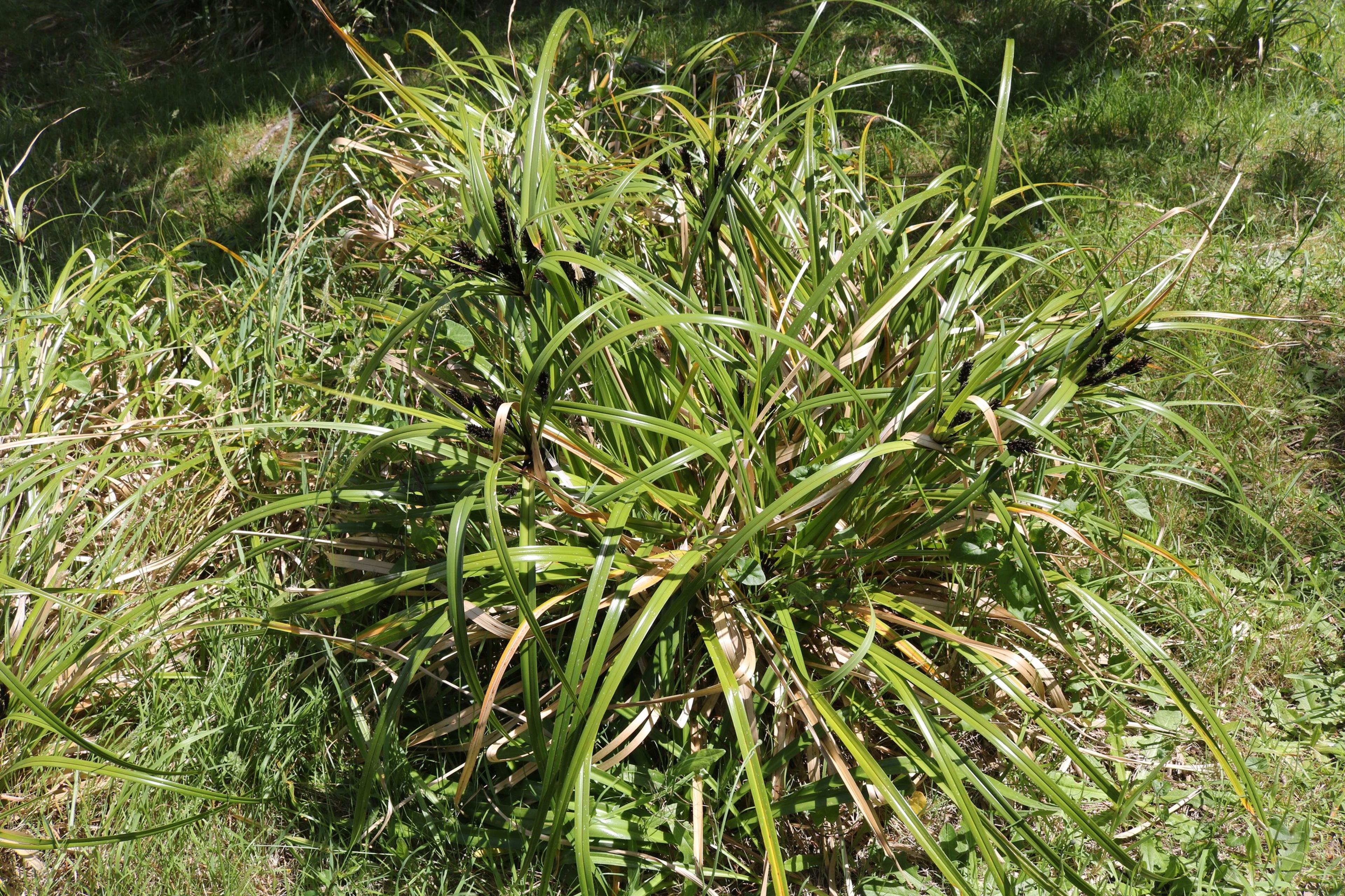 Umbrella Plant, Umbrella Flatsedge (Cyperus Alternifolius) — though it does best in soil that is rich and retains moisture