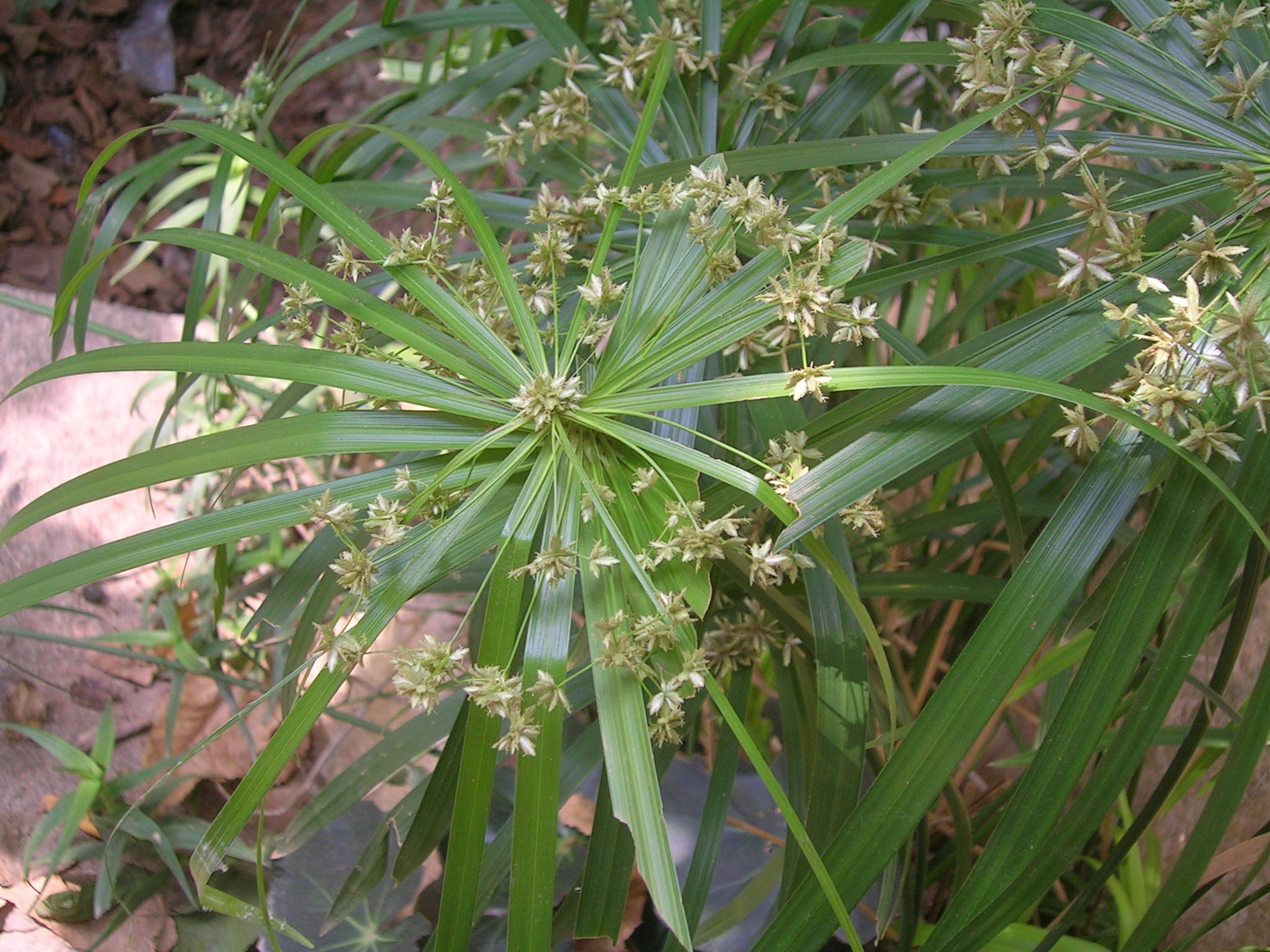 Umbrella Plant, Umbrella Flatsedge (Cyperus Alternifolius) — though it does best in soil that is rich and retains moisture; it can become invasive, image 77
