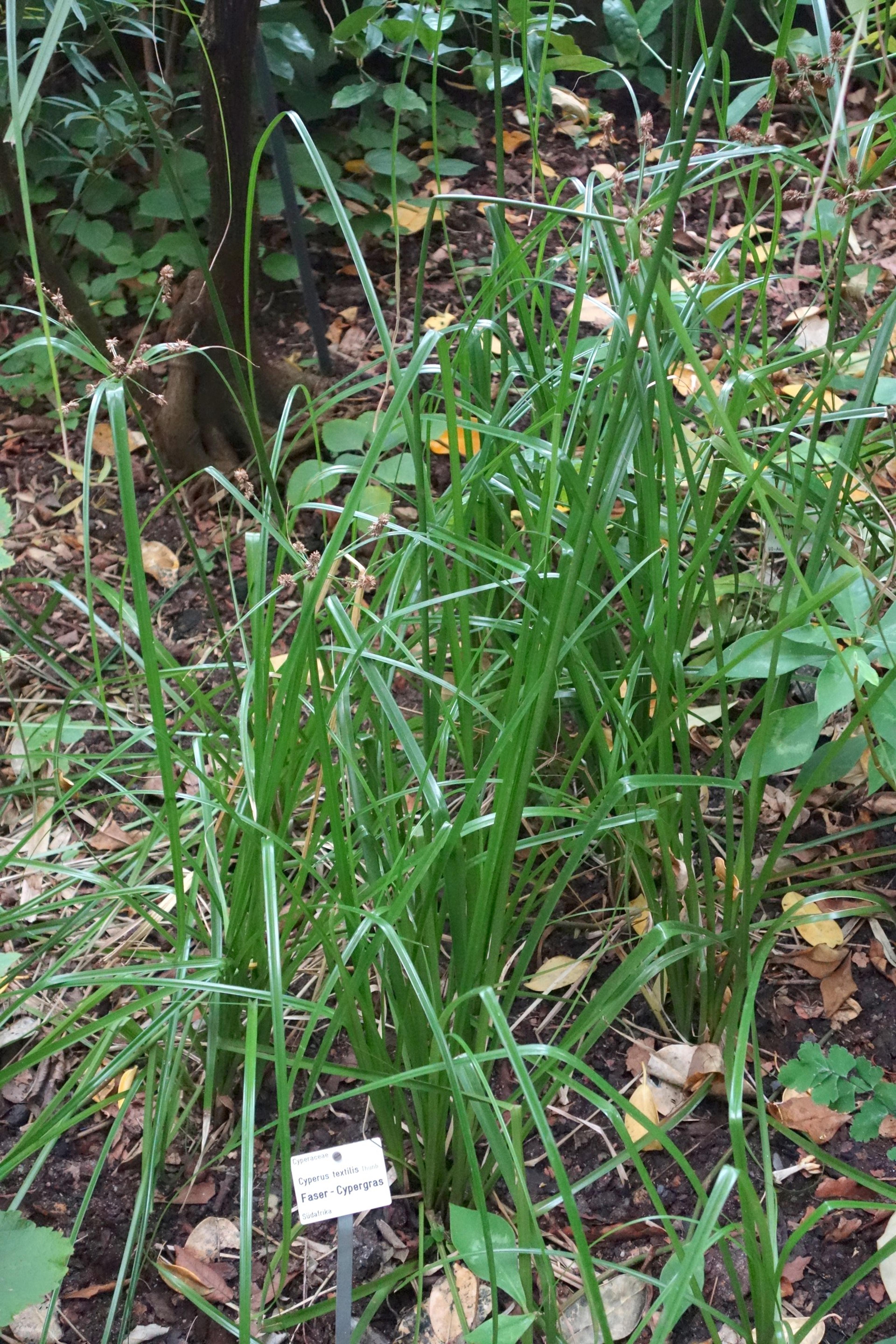Umbrella Plant, Umbrella Flatsedge (Cyperus Alternifolius) — Its low-maintenance nature; it is an evergreen perennial that adds a lush, image 83