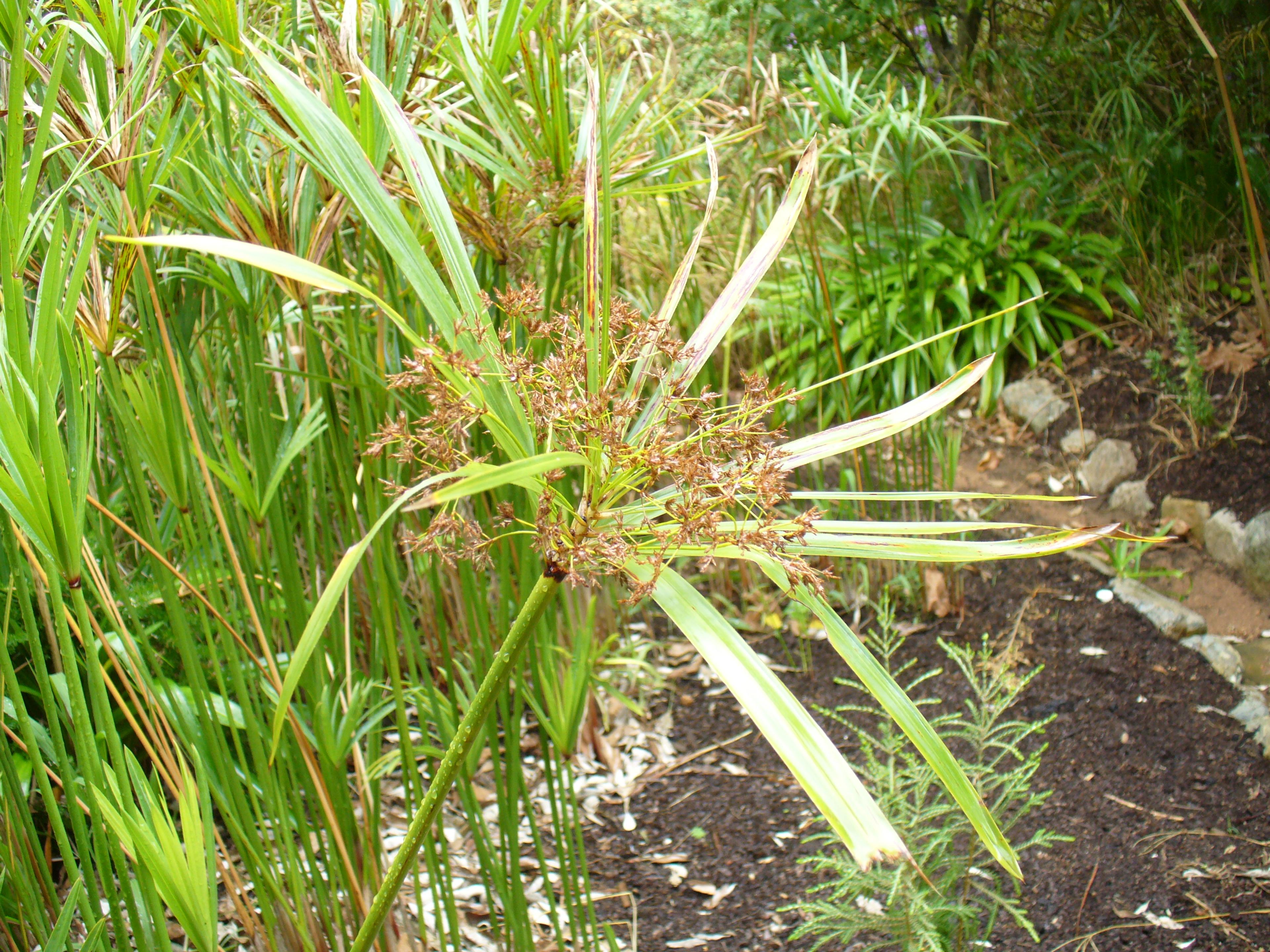 Umbrella Plant, Umbrella Flatsedge (Cyperus Alternifolius) — it's important to allocate space for this species; coupled with moderate watering, image 81