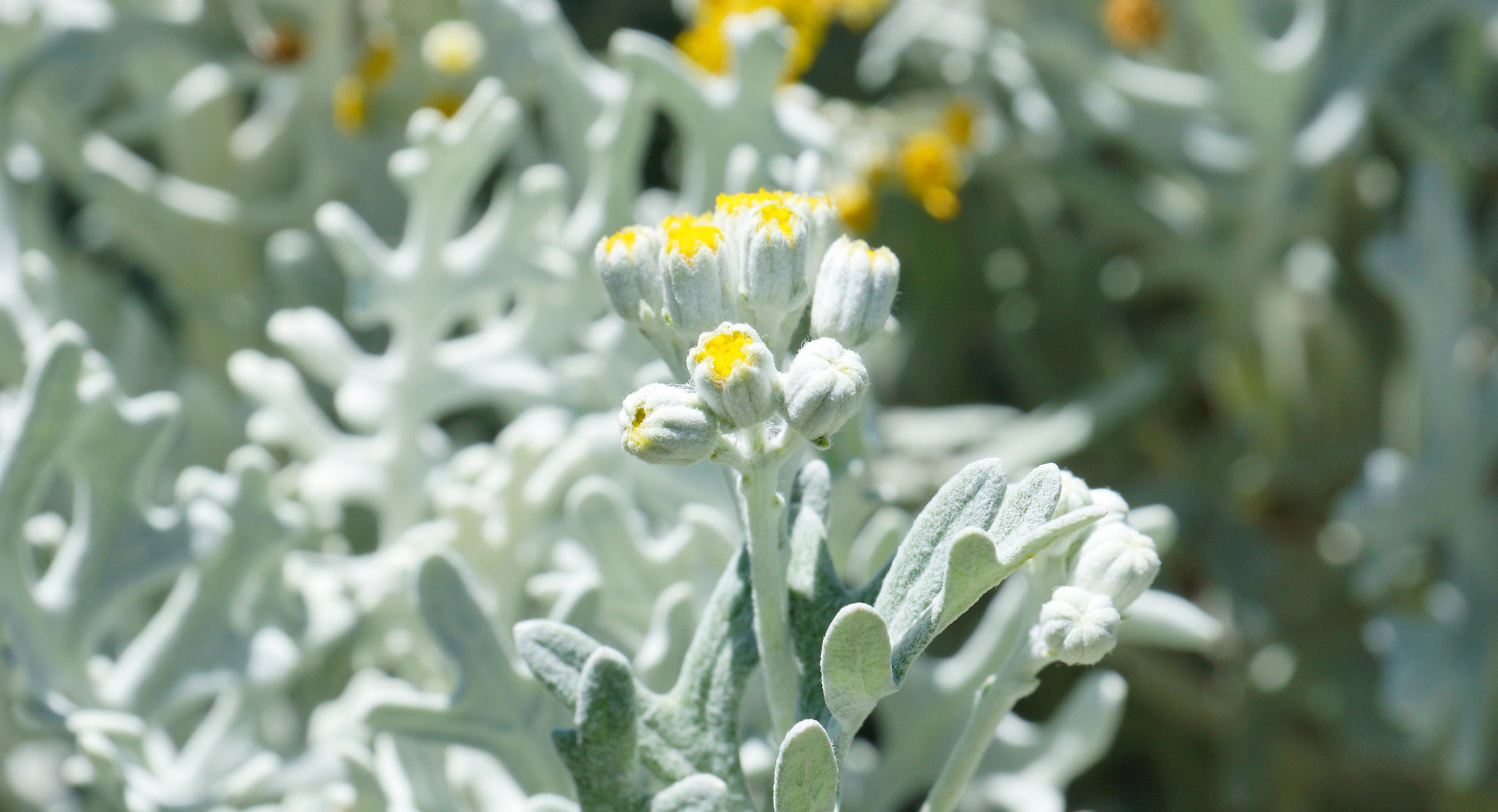 Dusty Miller (Centaurea Cineraria) — The lacy leaves are deeply lobed and range from 2 to 5 inches in length