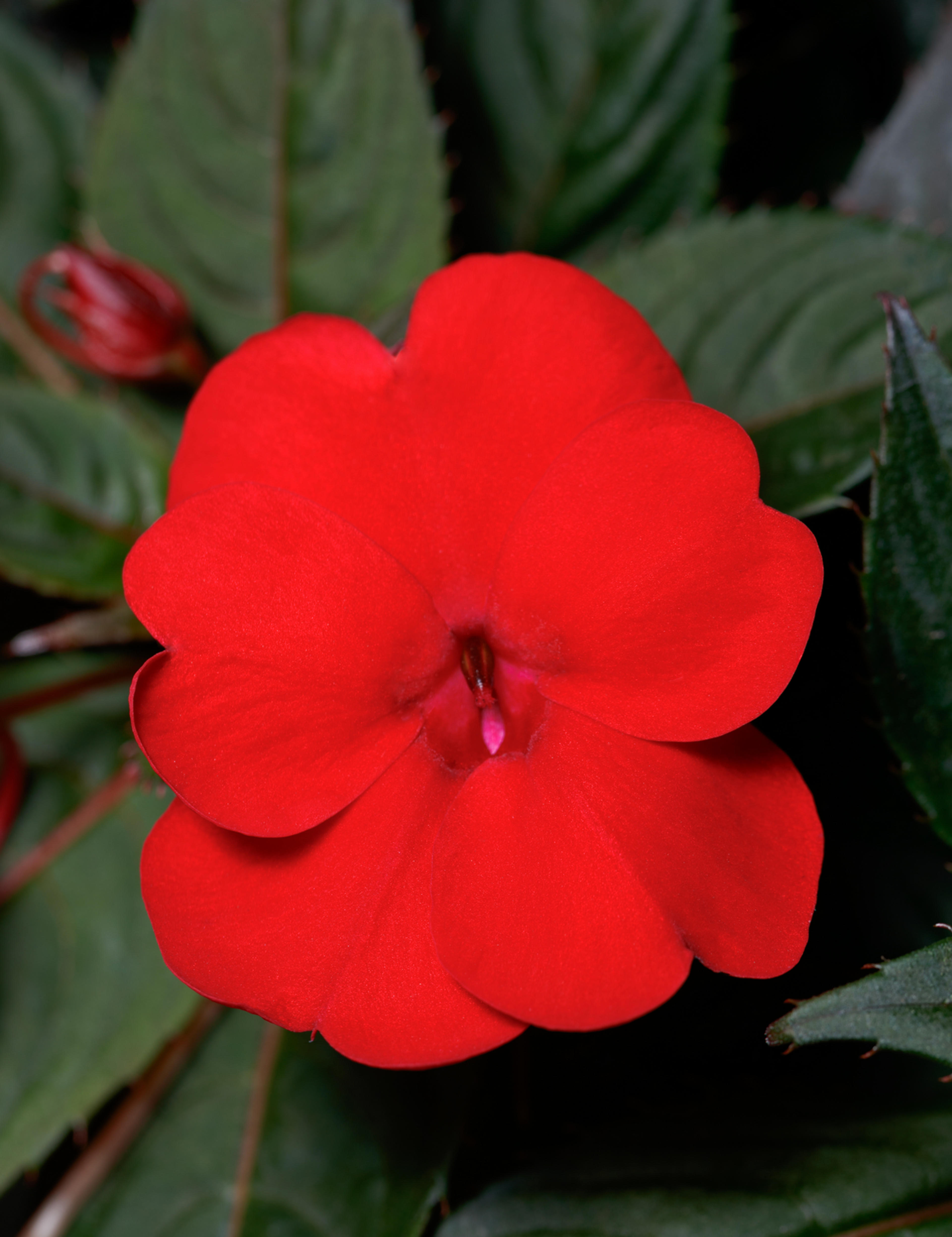 SunPatiens® Compact Deep Red (Impatiens x hybrida) — The SunPatiens&reg; Compact Fire Red (Impatiens 'SunPatiens Compact Red') is a vibrant, low-maintenance