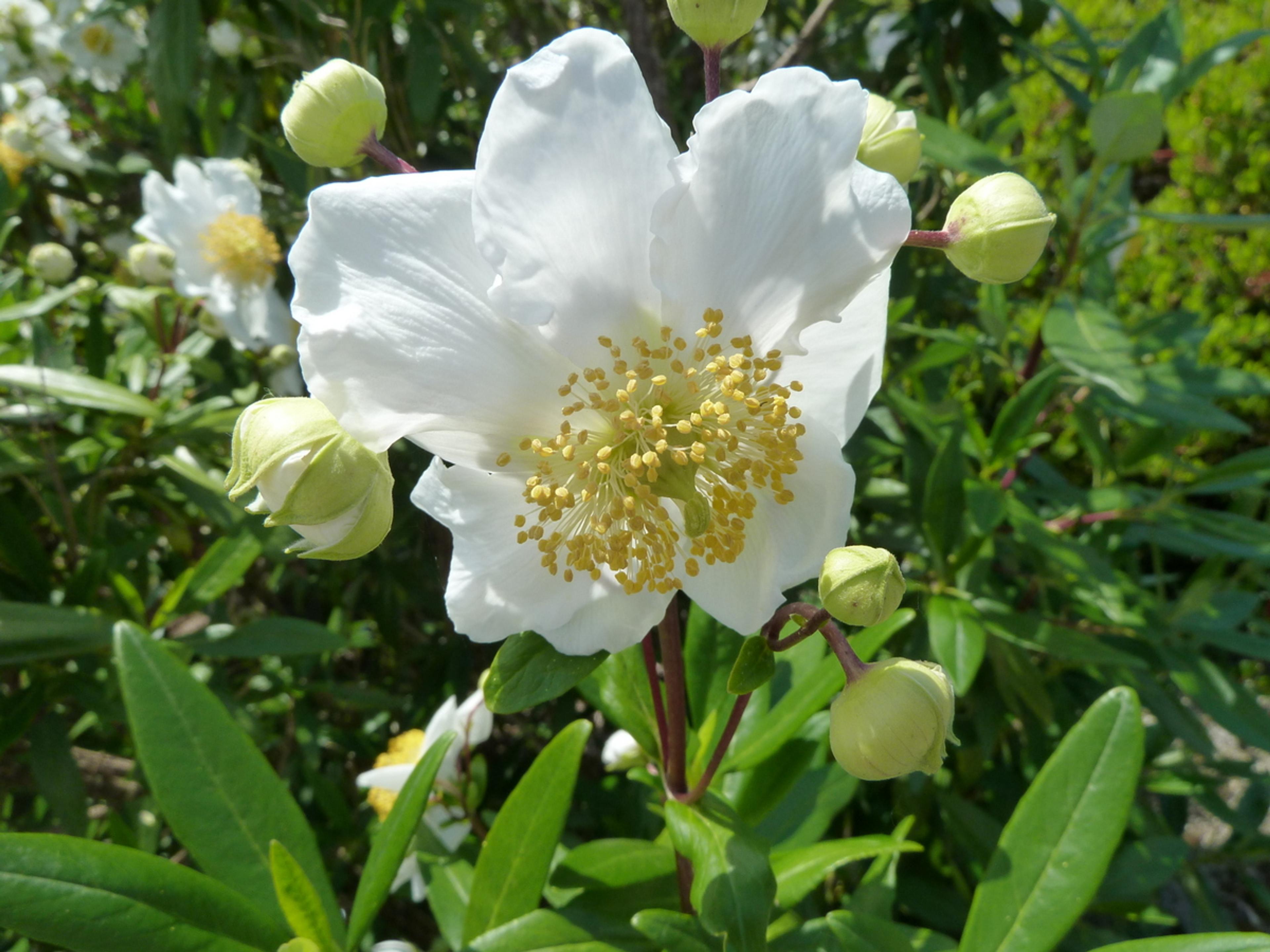Bush Anemone (Carpenteria Californica) — adding a splash of contrasting color.<br><br>For optimal growth; it benefits from occasional deep watering during