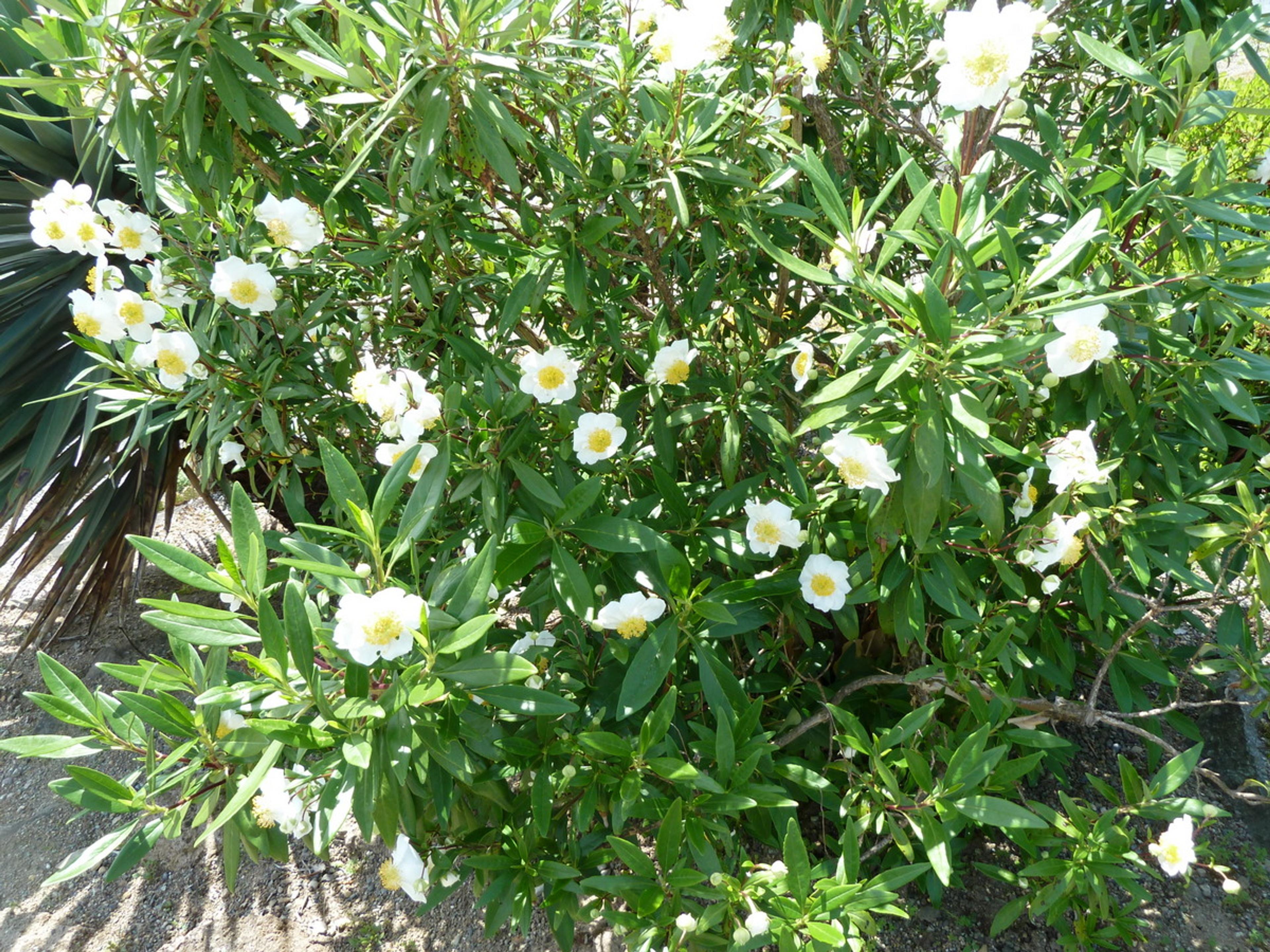 Bush Anemone (Carpenteria Californica) — lanceolate shape that contributes to its elegant appearance and provides year-round interest, image 32