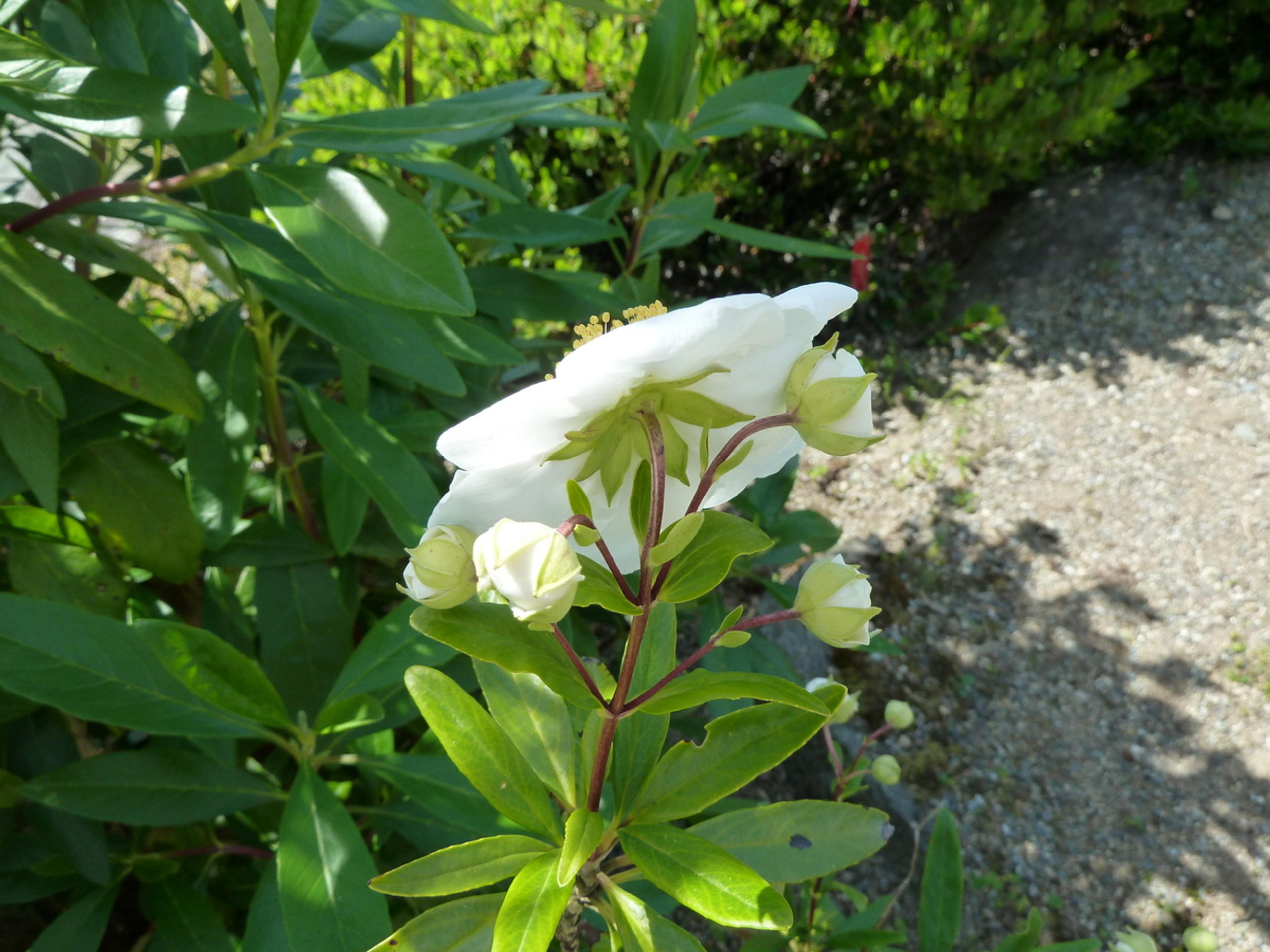 Bush Anemone (Carpenteria Californica) — it thrives in USDA hardiness zones 8 through 10.<br><br>From late spring to early summer; it benefits from occasional