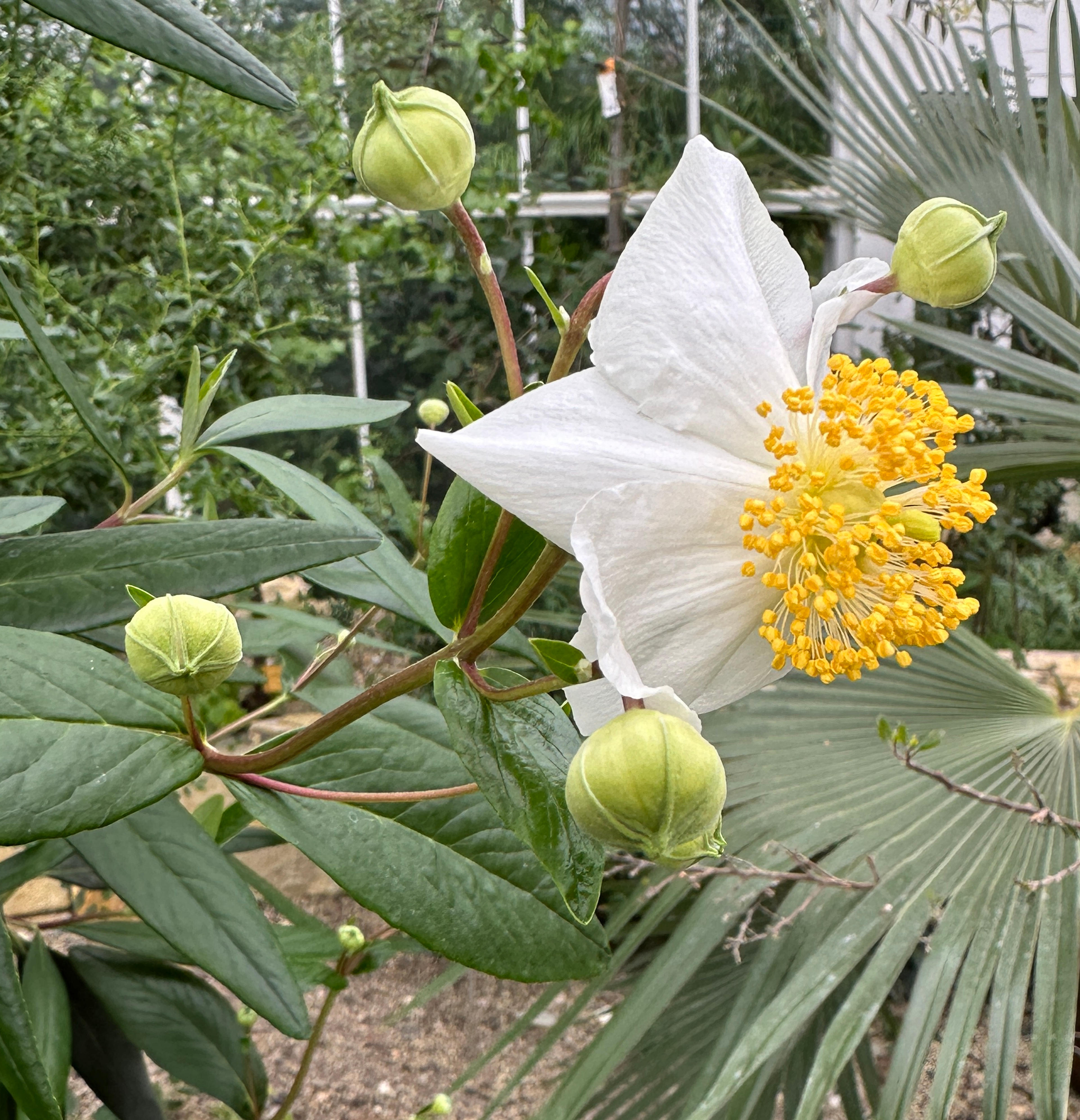Bush Anemone (Carpenteria Californica) — Preferring well-drained soil and partial sun, it's an ideal choice for a low-maintenance, water-wise garden, image 26