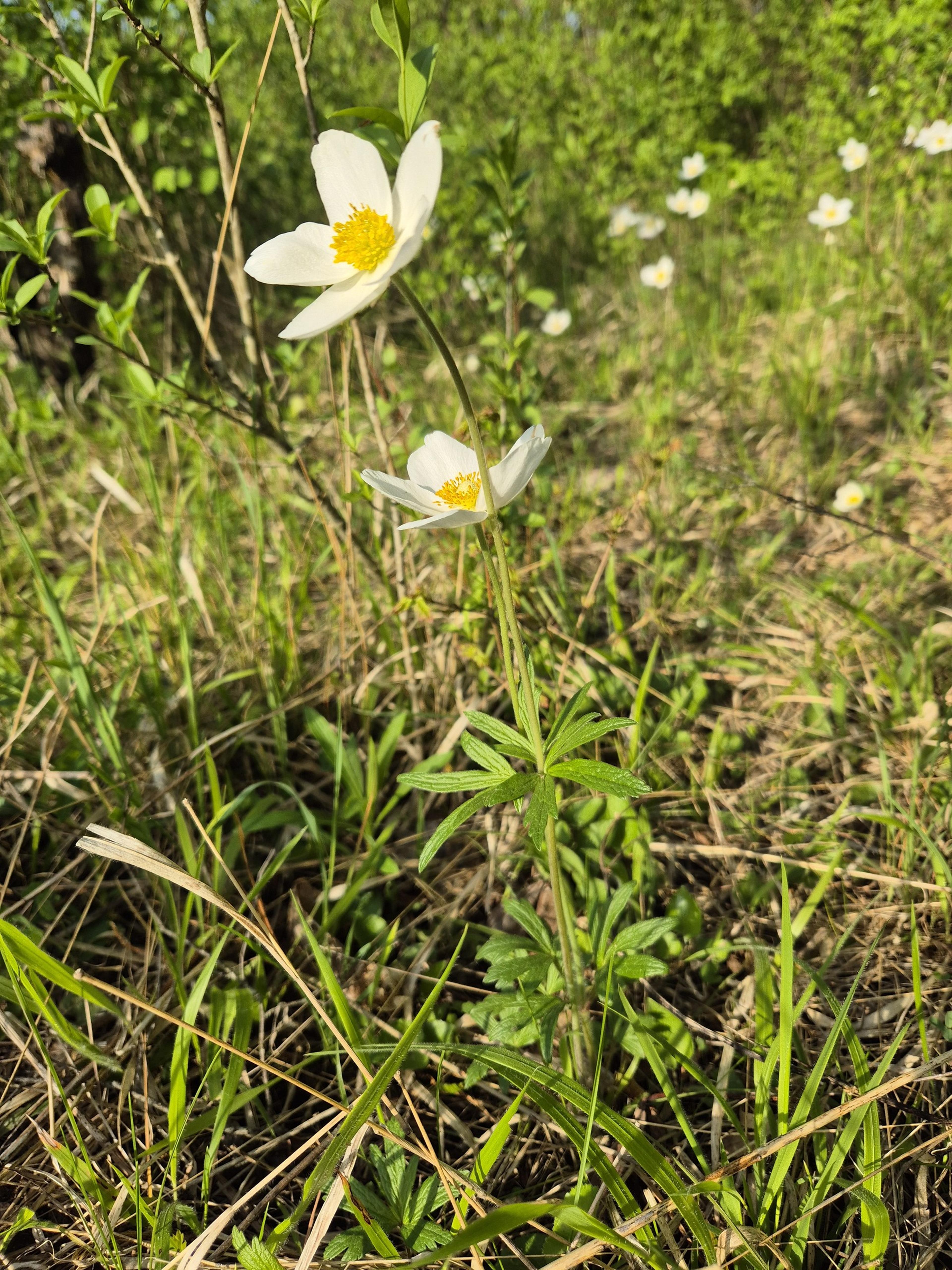 Bush Anemone (Carpenteria Californica) — making it an excellent choice for a focal point or a background plant in a mixed border; it benefits from, image 51