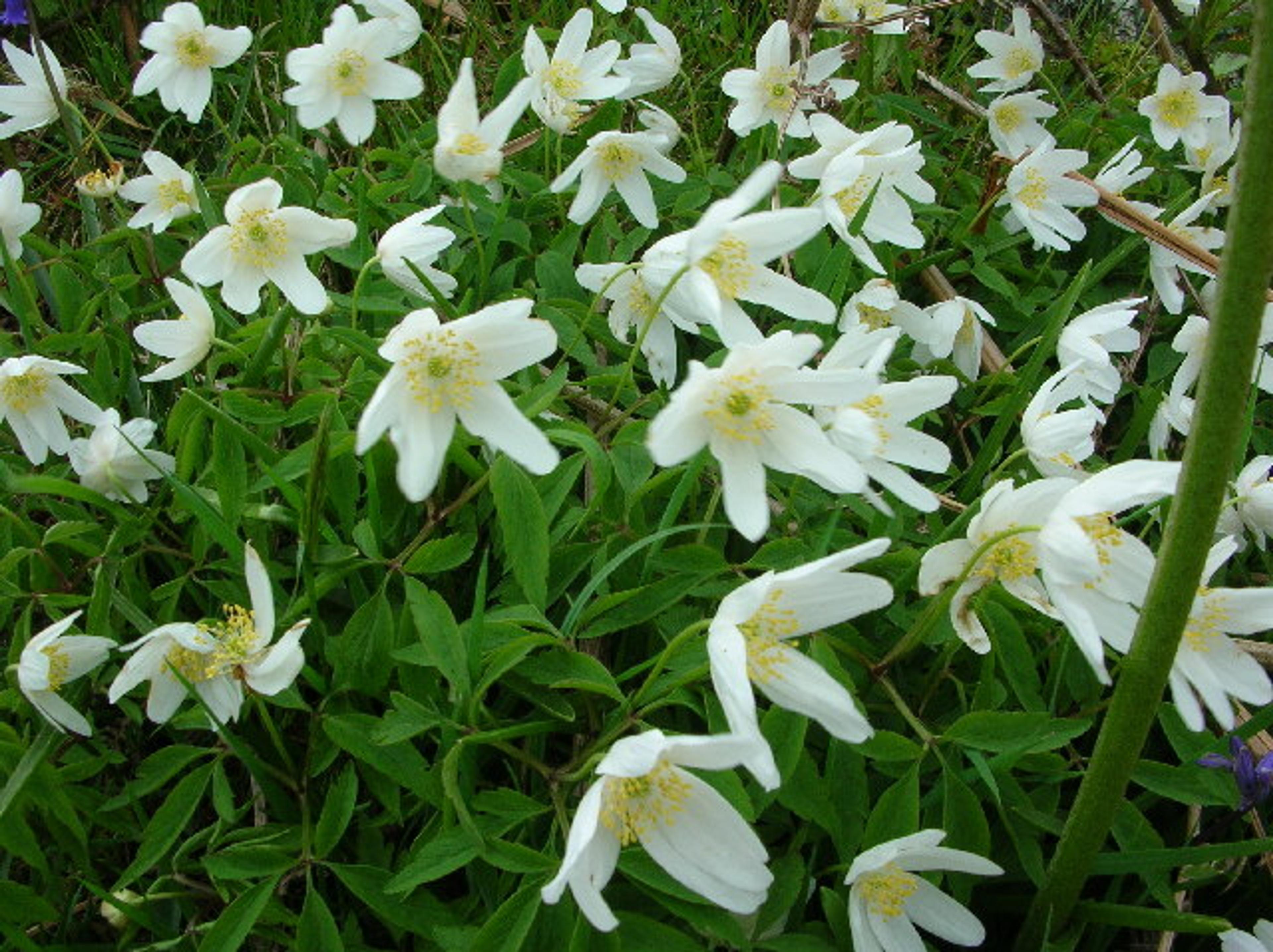 Bush Anemone (Carpenteria Californica) — also recognized by its botanical name Carpenteria californica; it benefits from occasional deep watering, image 48