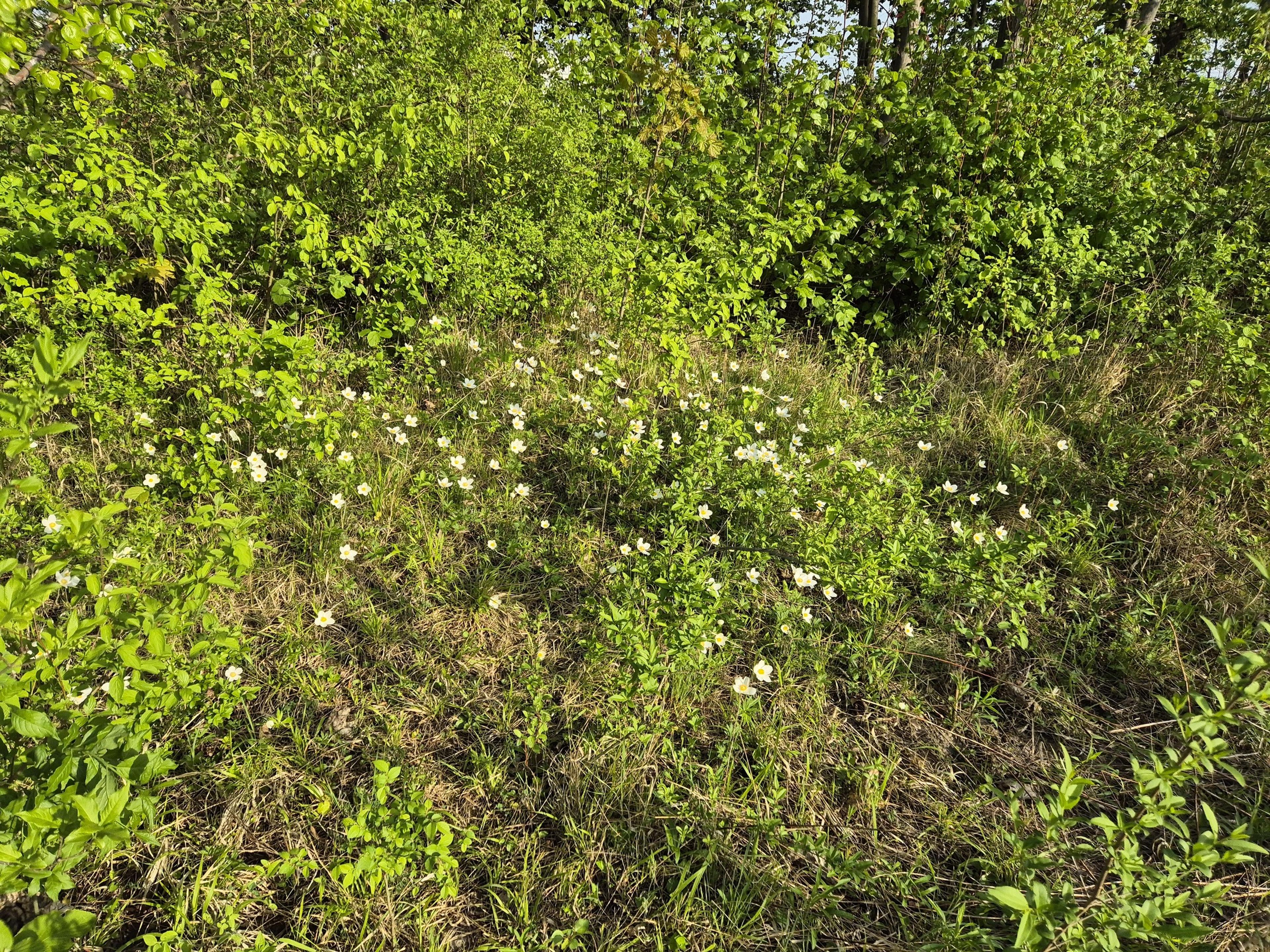 Bush Anemone (Carpenteria Californica) — white flowers in the garden; in late spring to early summer, it produces fragrant white blossoms with yellow centers