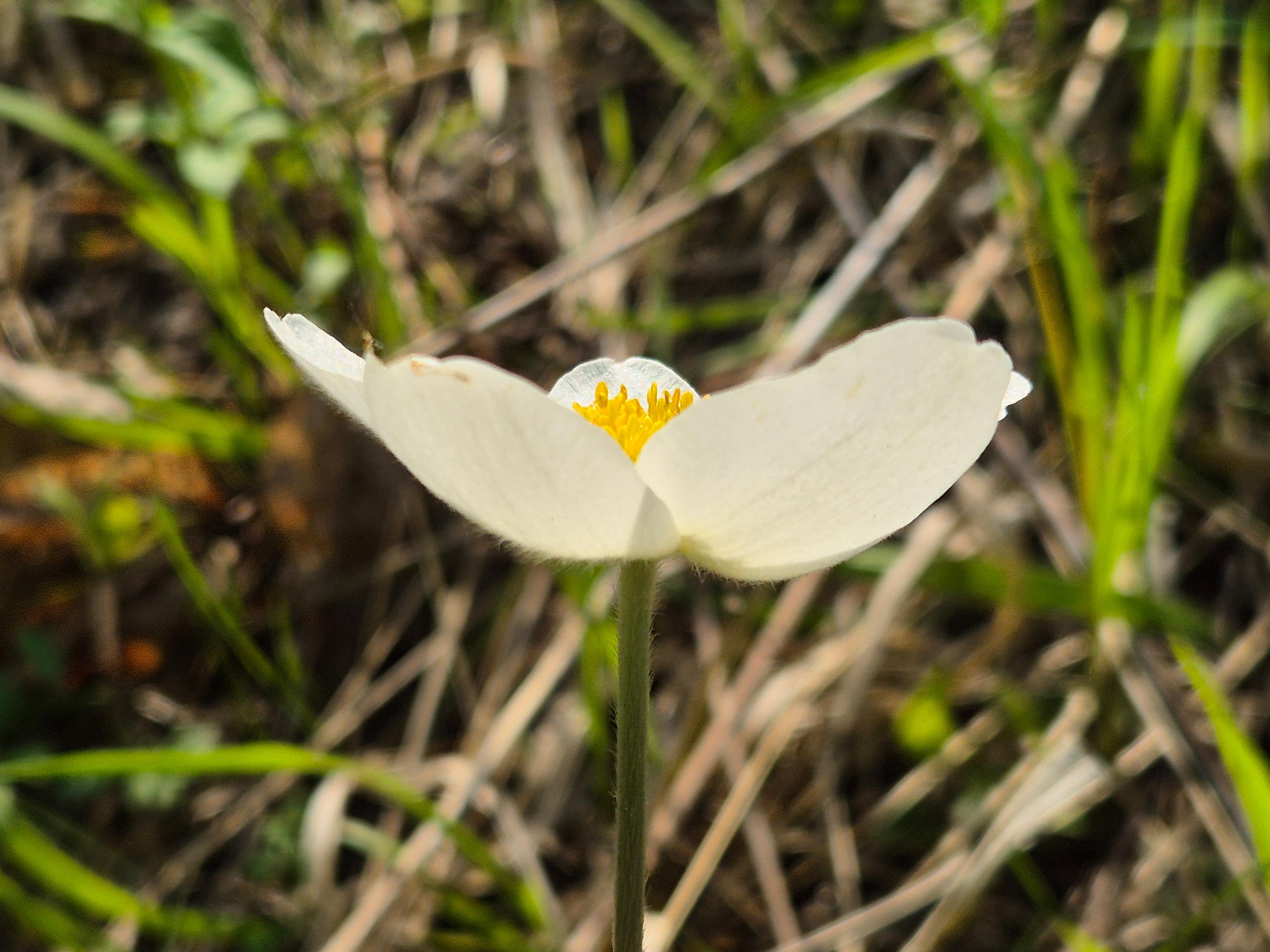 Bush Anemone (Carpenteria Californica) — adding a splash of contrasting color.<br><br>For optimal growth; it benefits from occasional deep watering, image 57