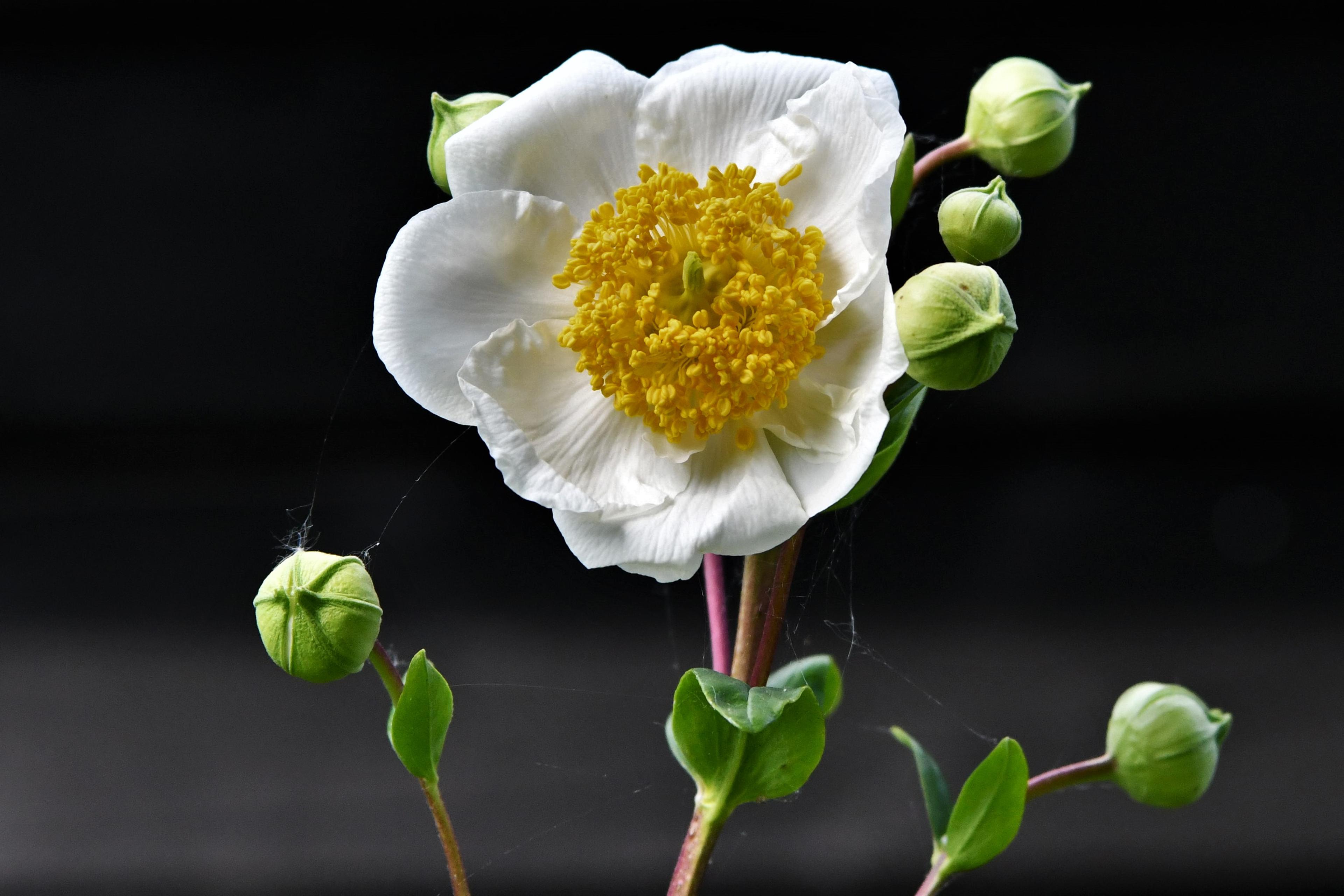Bush Anemone (Carpenteria Californica) — is a magnificent evergreen shrub endemic to the foothills of California; in late spring to early summer, image 49