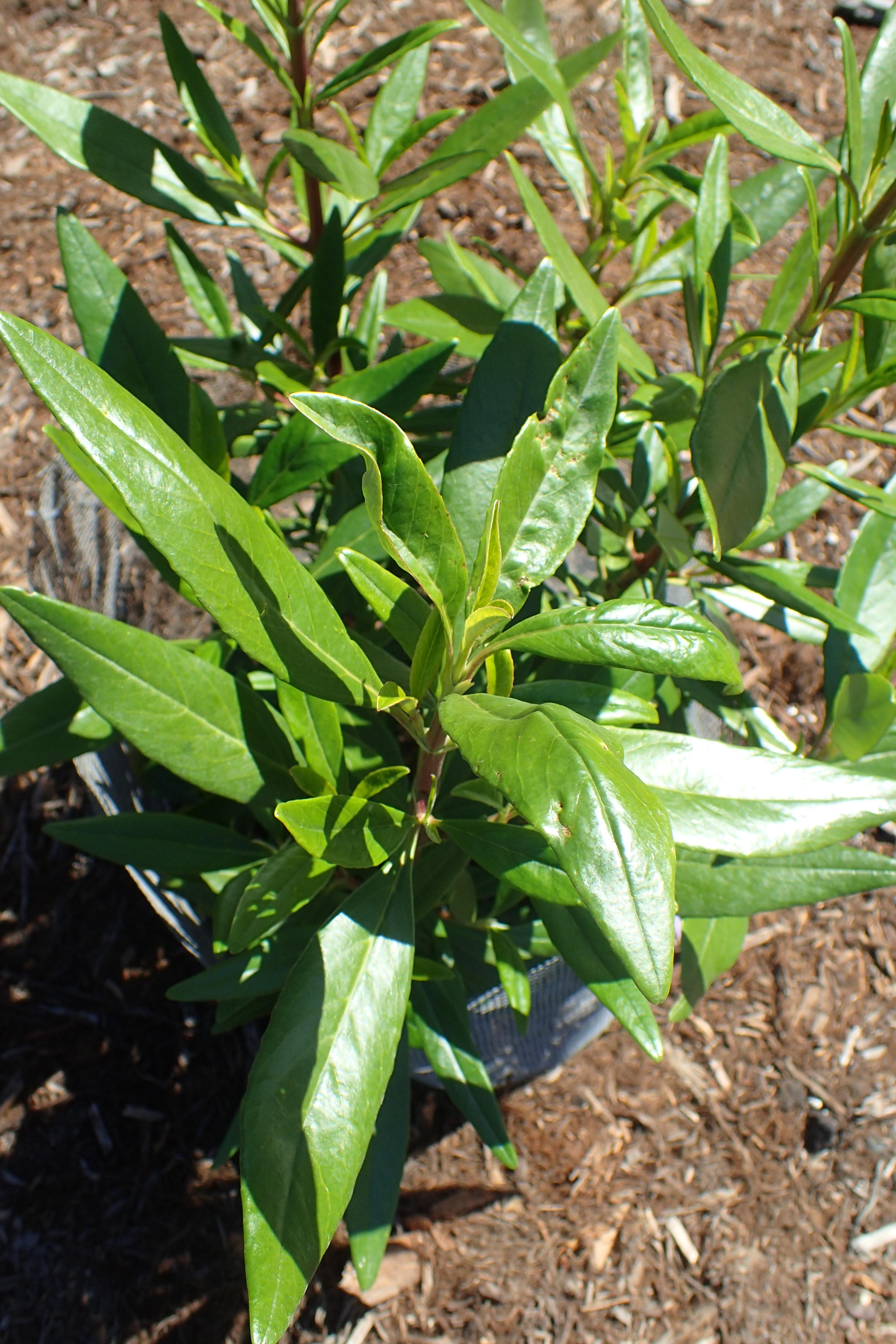 Bush Anemone (Carpenteria Californica) — Holding an esteemed position in the garden; lanceolate shape that contributes to its elegant appearance and provides