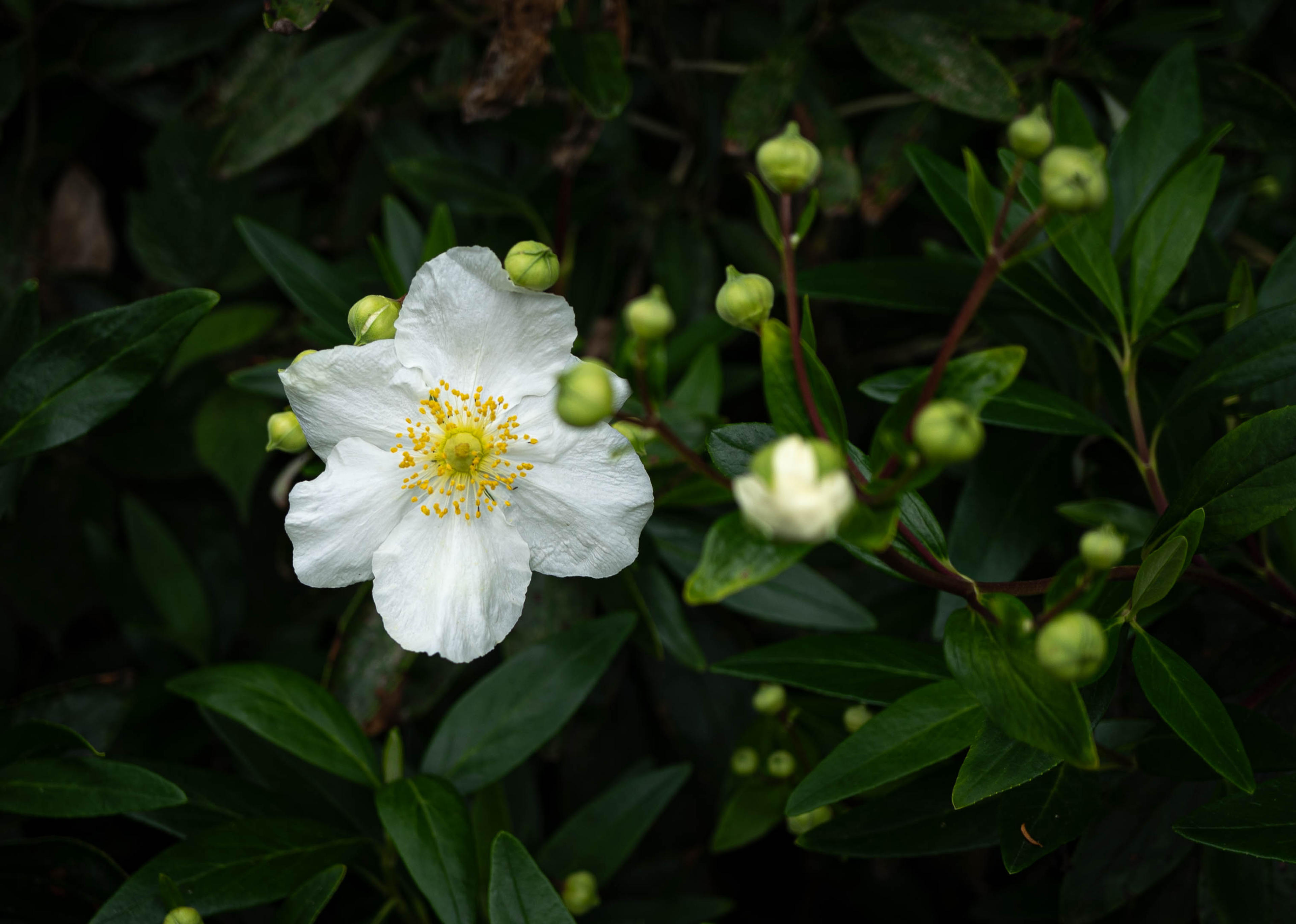 Bush Anemone (Carpenteria Californica) — white flowers that are notably fragrant; in late spring to early summer, it produces fragrant white blossoms with