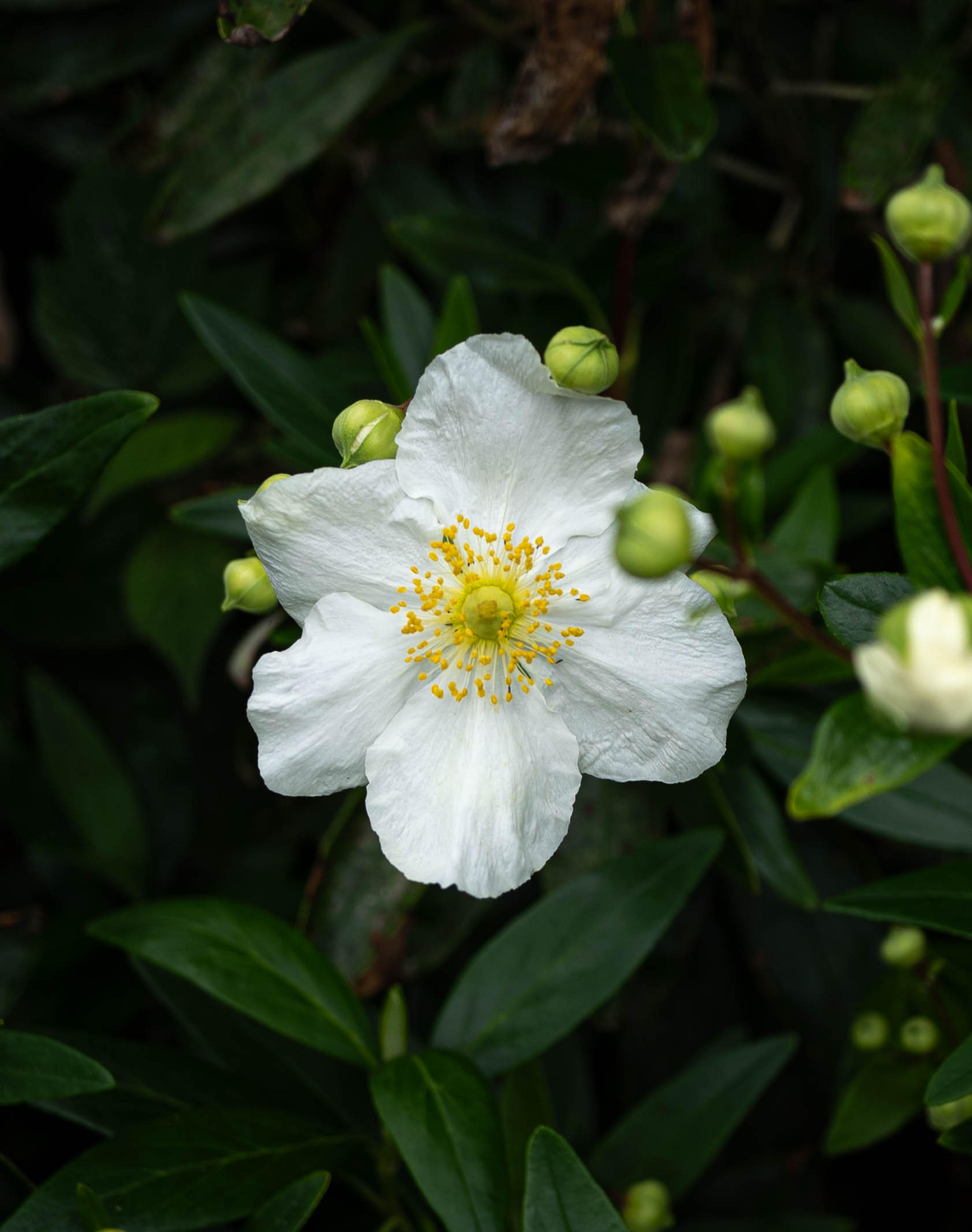Bush Anemone (Carpenteria Californica) — making it an excellent choice for a focal point or a background plant in a mixed border; it benefits from occasional