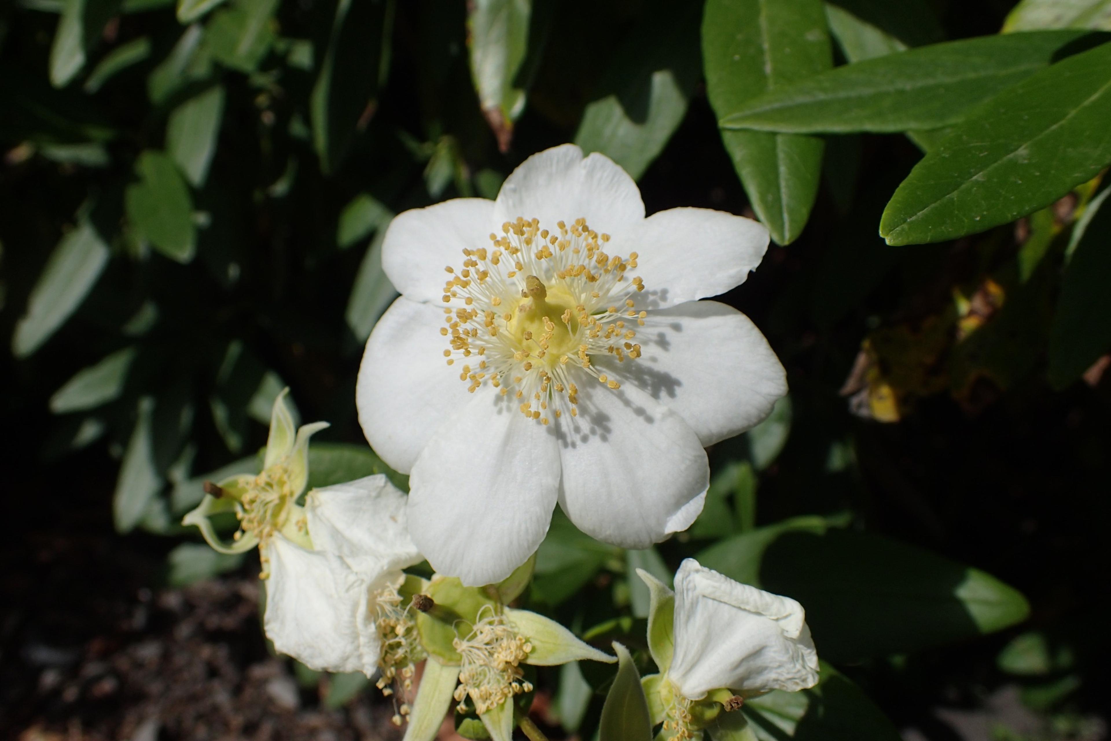 Bush Anemone (Carpenteria Californica) — also recognized by its botanical name Carpenteria californica; it benefits from occasional deep watering during
