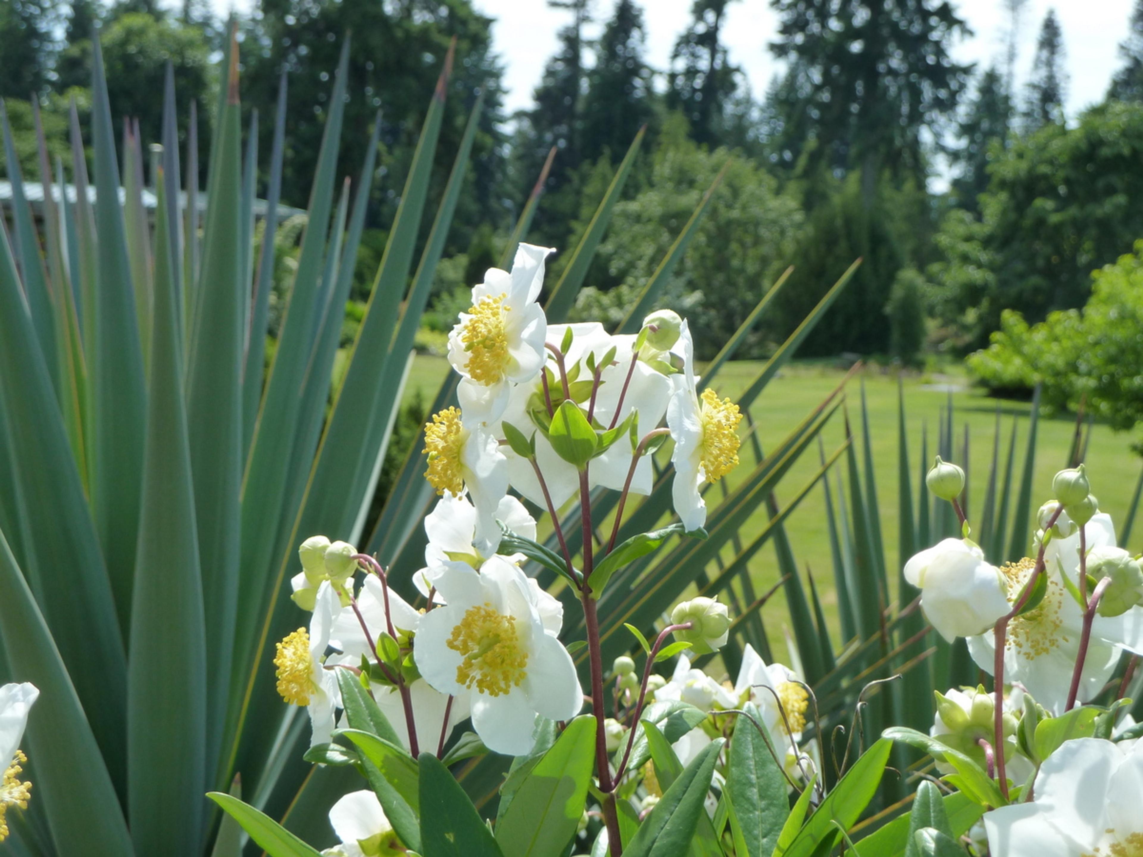 Bush Anemone (Carpenteria Californica) — attracting a variety of pollinators; lanceolate shape that contributes to its elegant appearance and provides