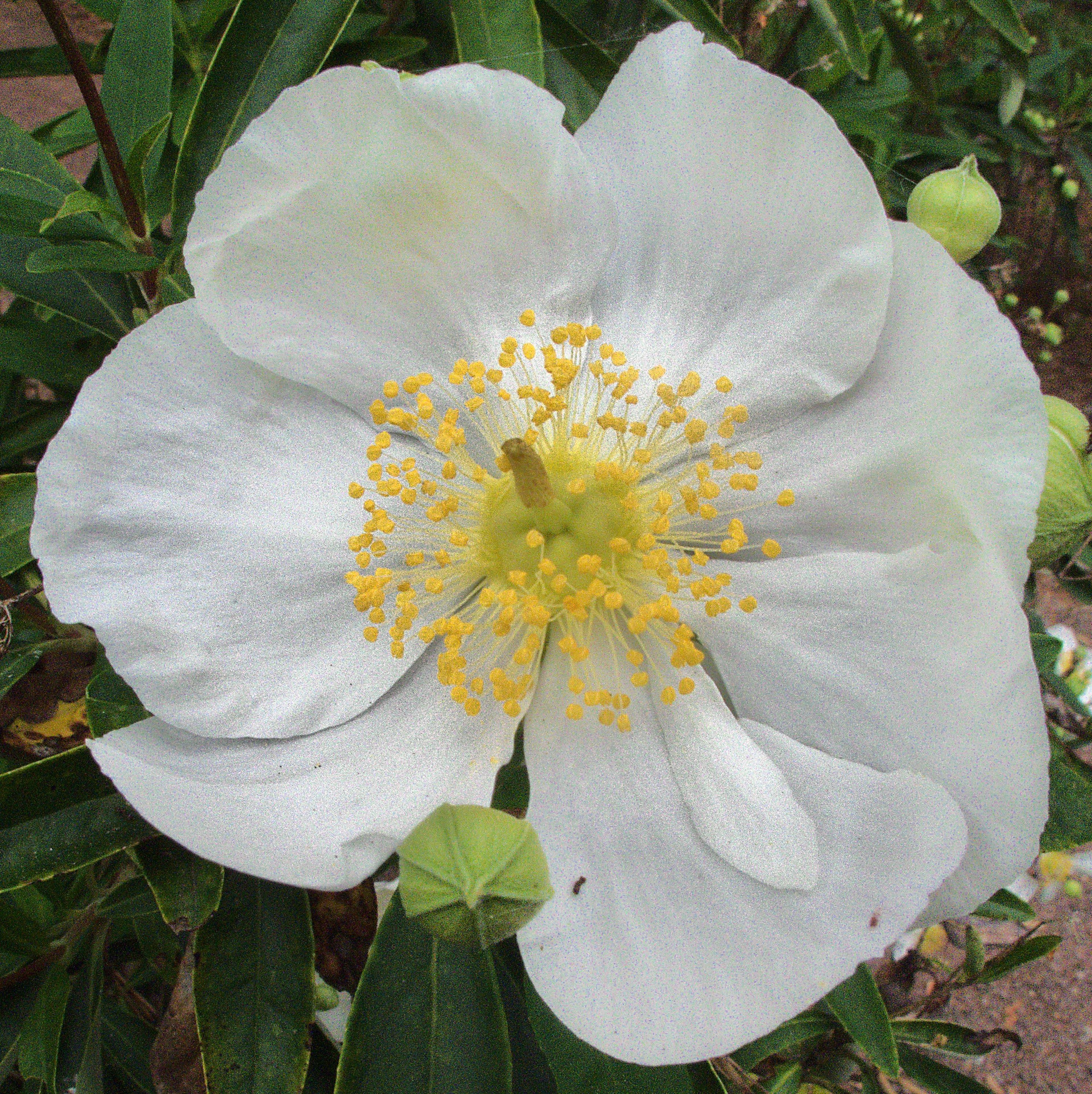 Bush Anemone (Carpenteria Californica) — Bush Anemone prefers well-drained soil and a site with full sun to partial shade; in late spring to early summer, it