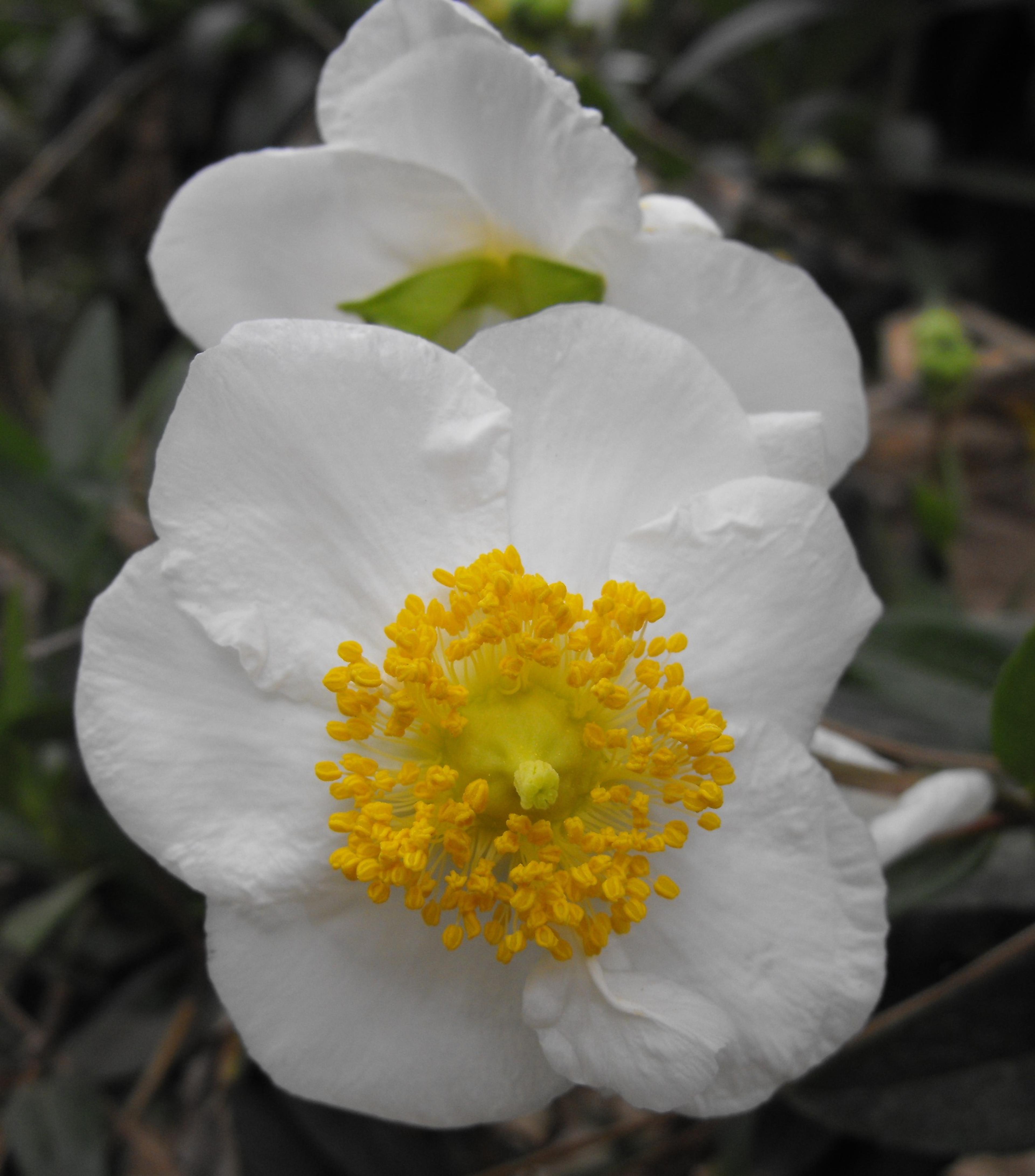 Bush Anemone (Carpenteria Californica) — Bush Anemone (Carpenteria californica) is an evergreen shrub native to California; in late spring to early, image 43