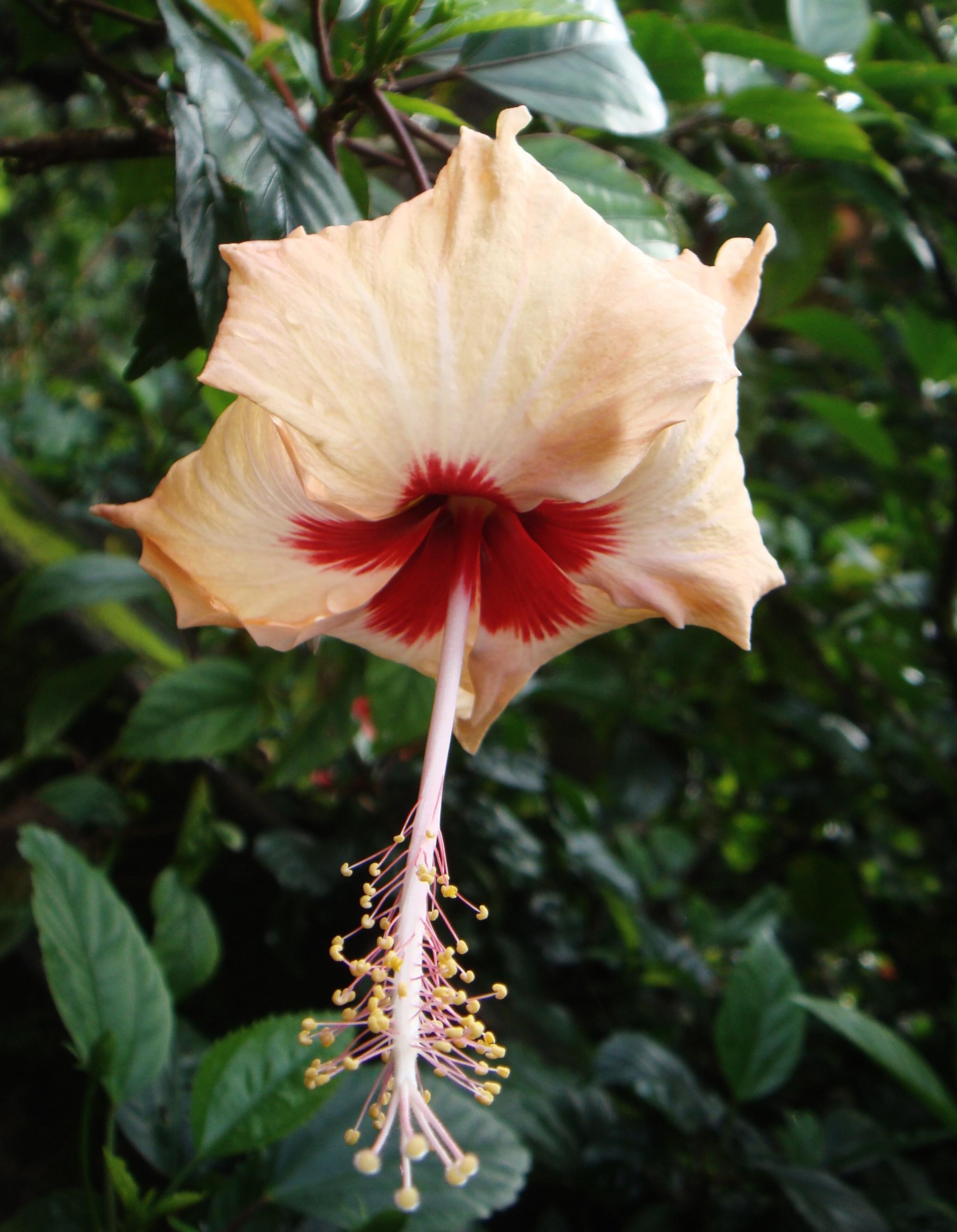 Hibiscus (Hibiscus Rosa-Sinensis 'Kona') — Ideal for a tropical theme, this plant thrives in full sun, reaching 4-8 feet in height and 3-4 feet in, image 57