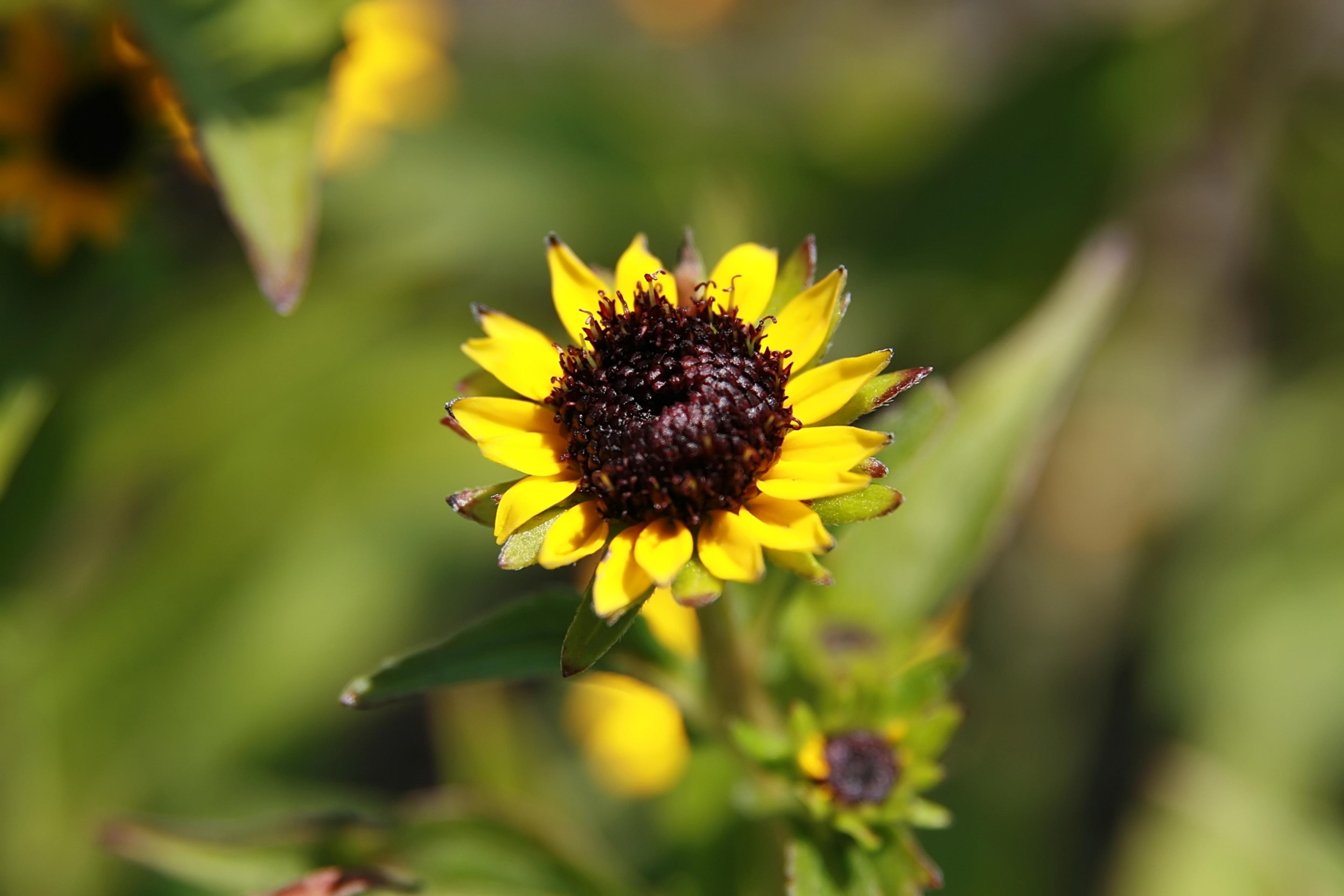 Gloriosa Daisy (Rudbeckia Fulgida) — the Gloriosa Daisy thrives in full sunlight but can tolerate partial shade, image 95