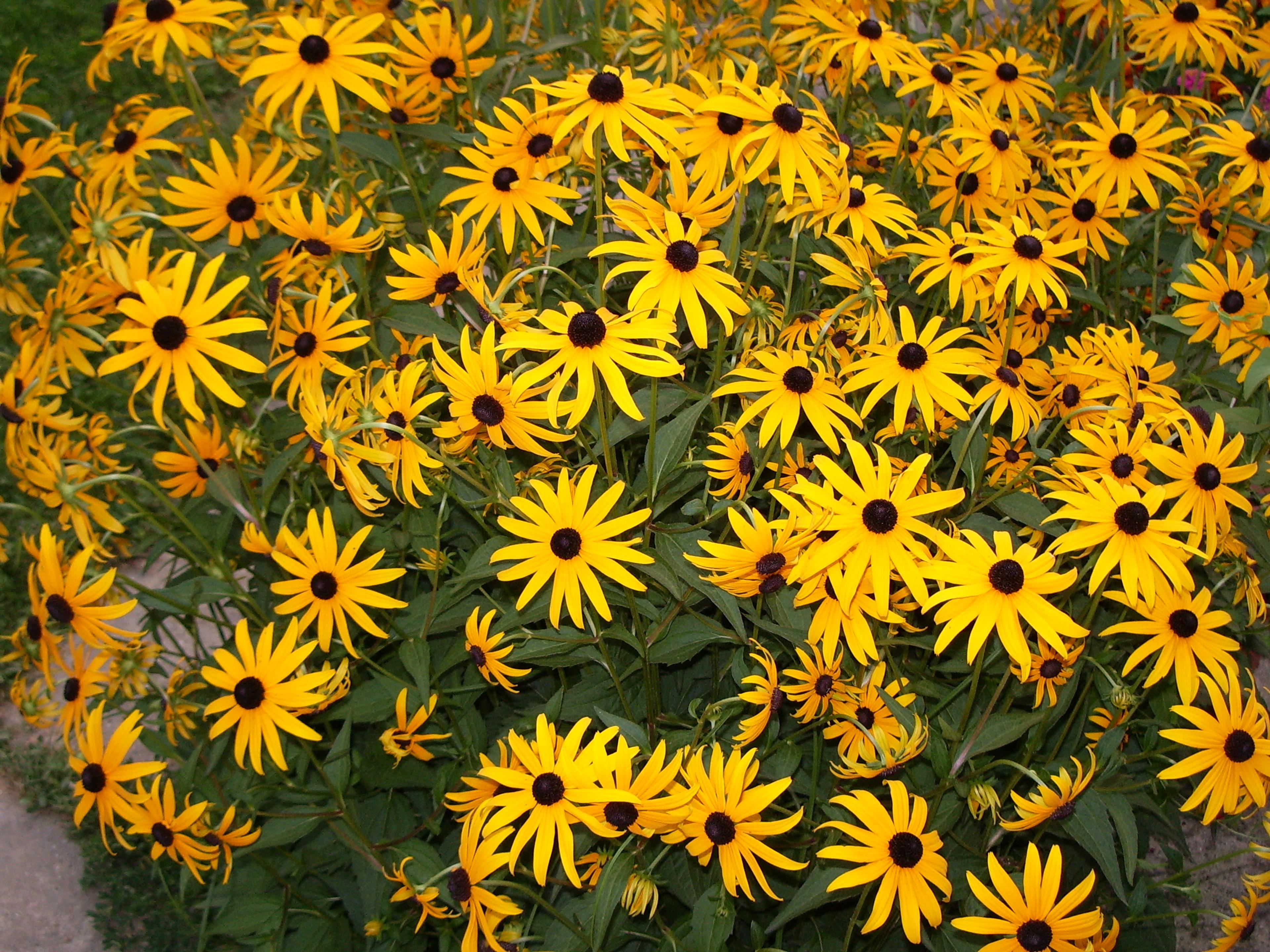 Gloriosa Daisy (Rudbeckia Fulgida) — making it a suitable addition to borders; prefers well-drained soils with regular moisture, image 76