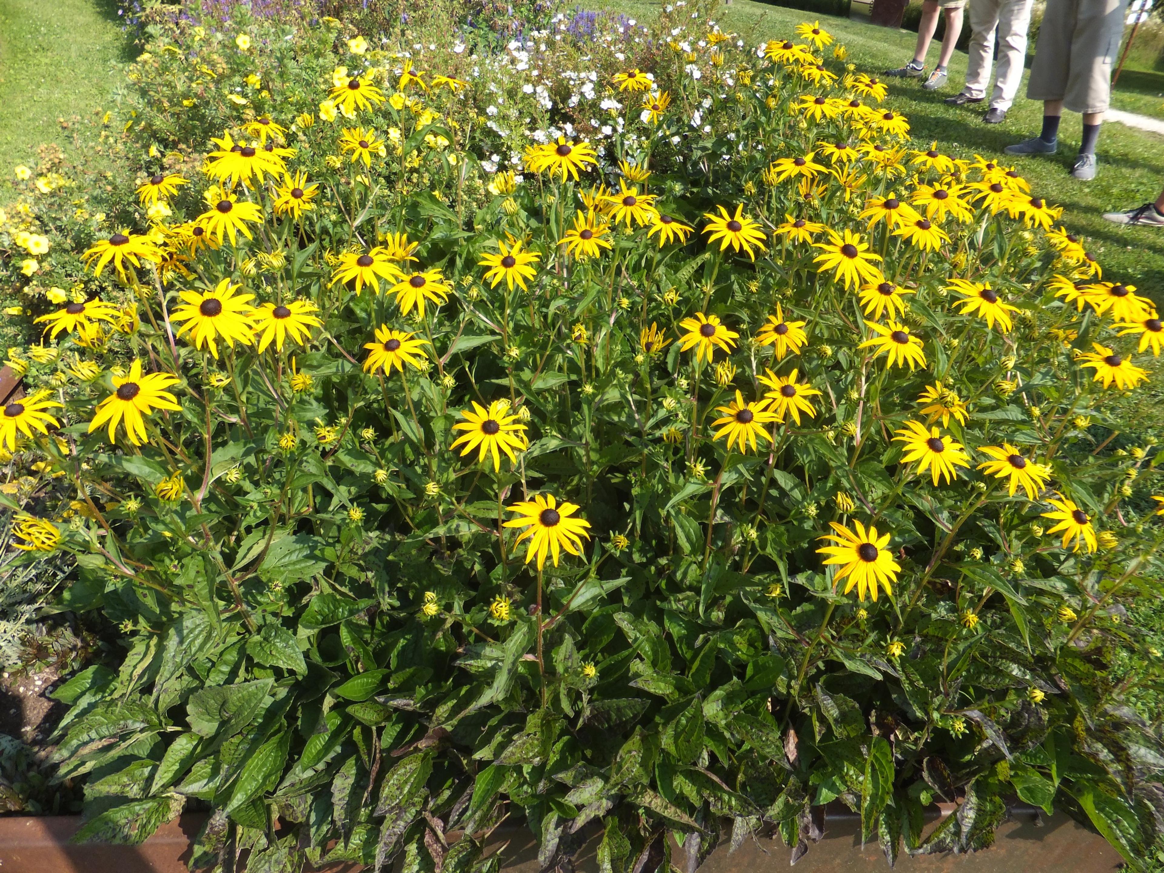 Gloriosa Daisy (Rudbeckia Fulgida) — The Gloriosa Daisy, Rudbeckia fulgida, enhances gardens with vibrant gold petals and dark brown centers, image 106