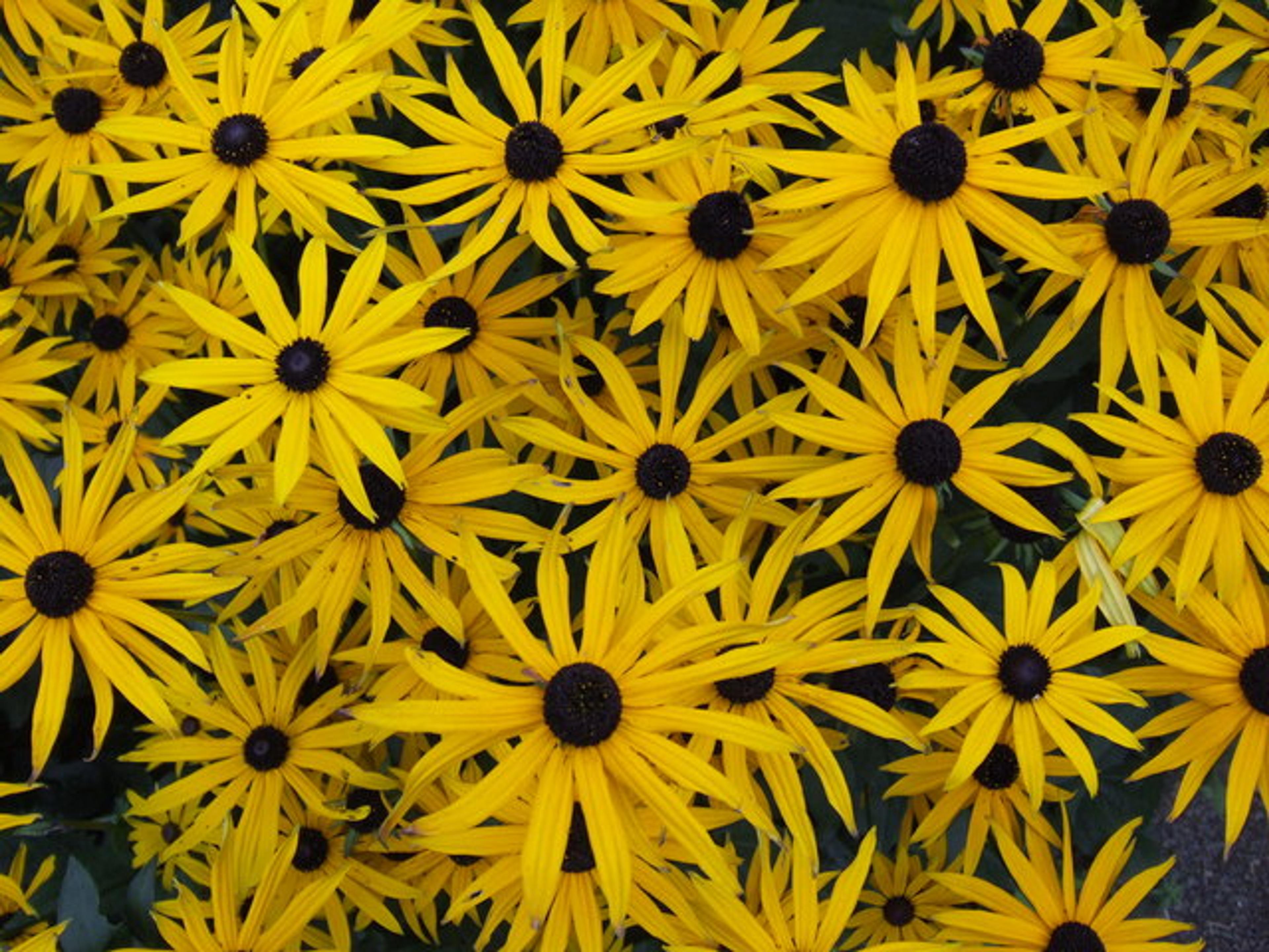 Gloriosa Daisy (Rudbeckia Fulgida) — making it a suitable addition to borders; prefers well-drained soils with regular moisture, image 97