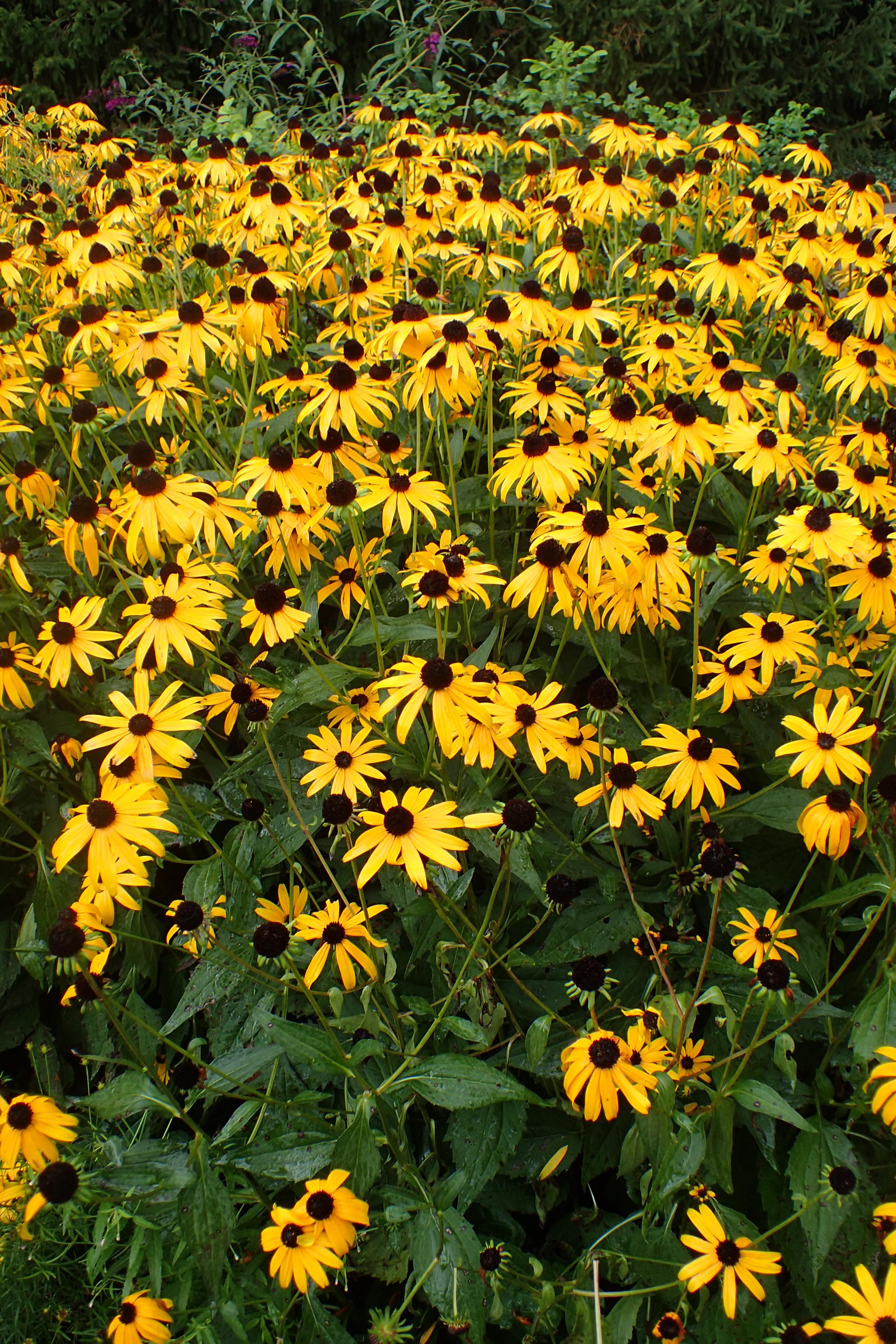 Gloriosa Daisy (Rudbeckia Fulgida) — Hardy in USDA zones 3-9, it blooms from late summer to fall, attracting pollinators; providing not just, image 45