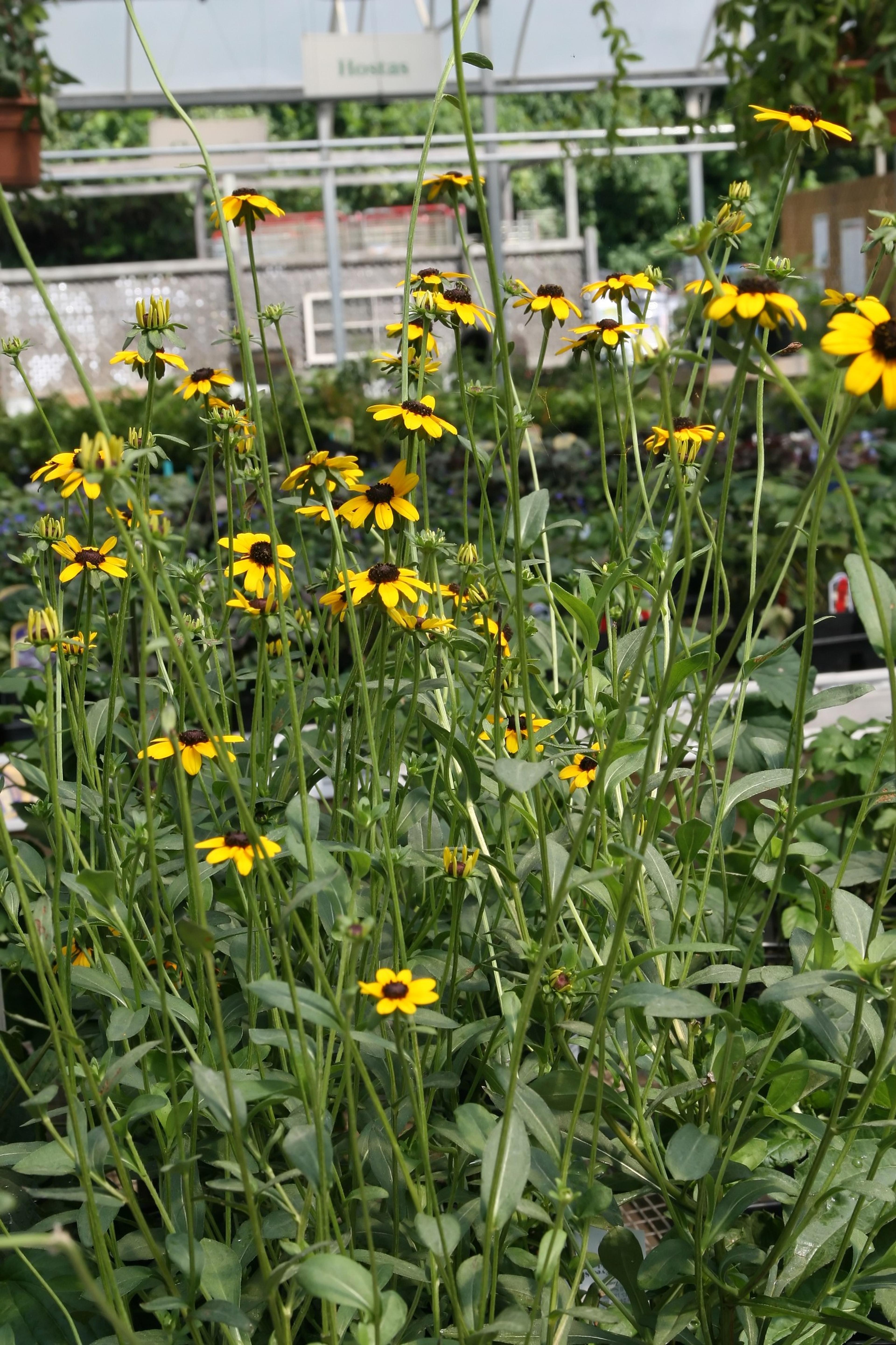 Gloriosa Daisy (Rudbeckia Fulgida) — Regular deadheading of spent flowers can encourage additional blooming and extend the flowering season; prefers, image 100