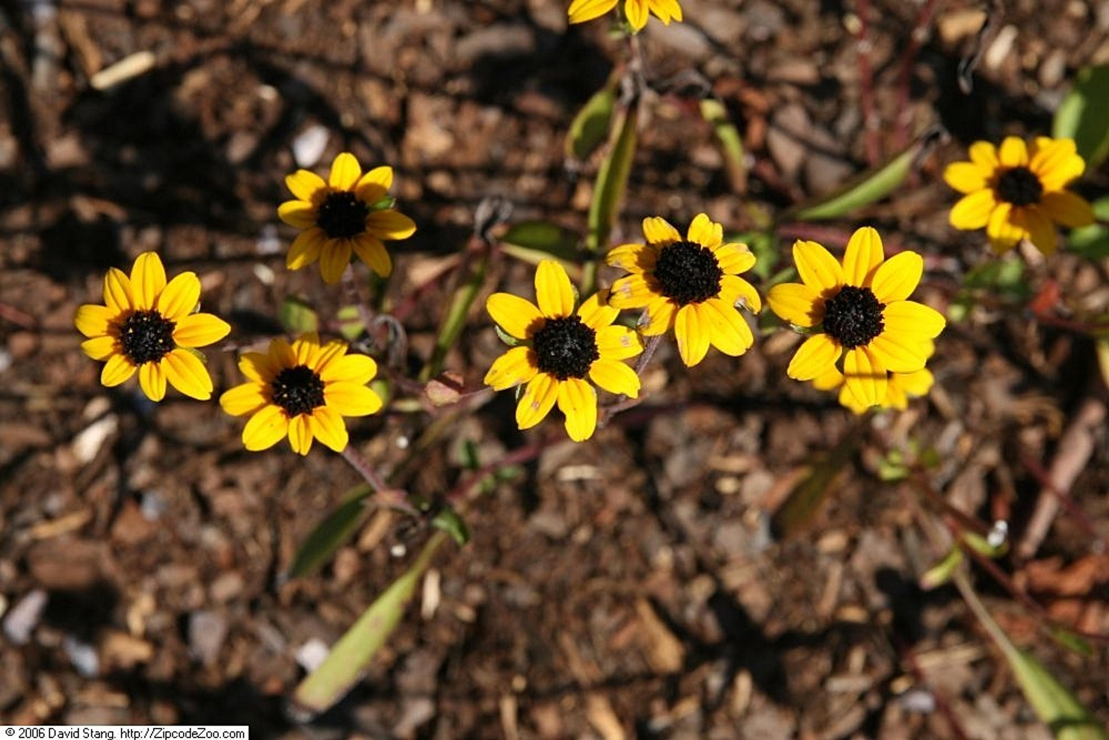 Gloriosa Daisy (Rudbeckia Fulgida) — yellow flowers in the garden; prefers well-drained soils with regular moisture, image 103