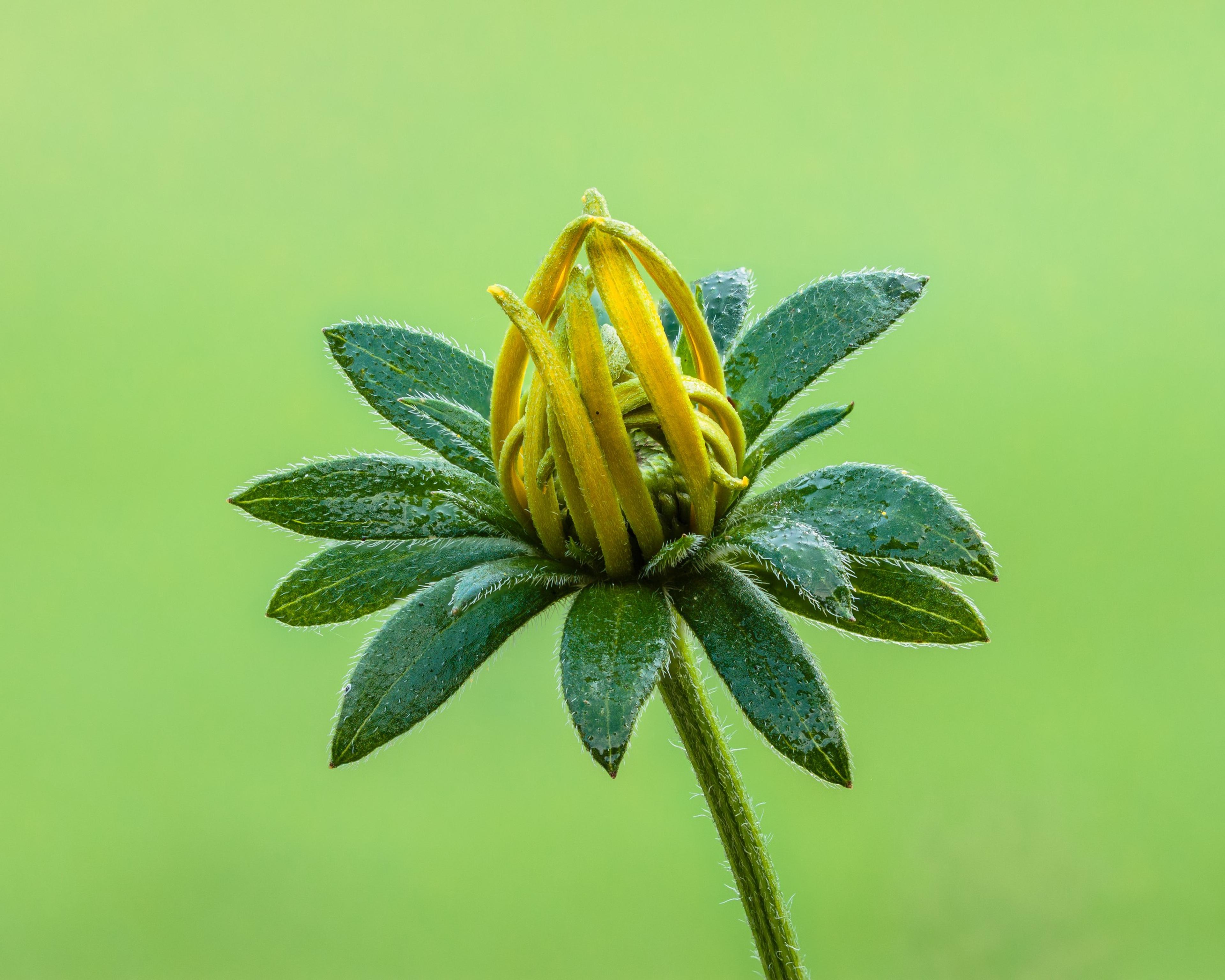 Gloriosa Daisy (Rudbeckia Fulgida) — This hardy plant is characterized by its bold; providing not just aesthetic pleasure but also supporting local, image 156