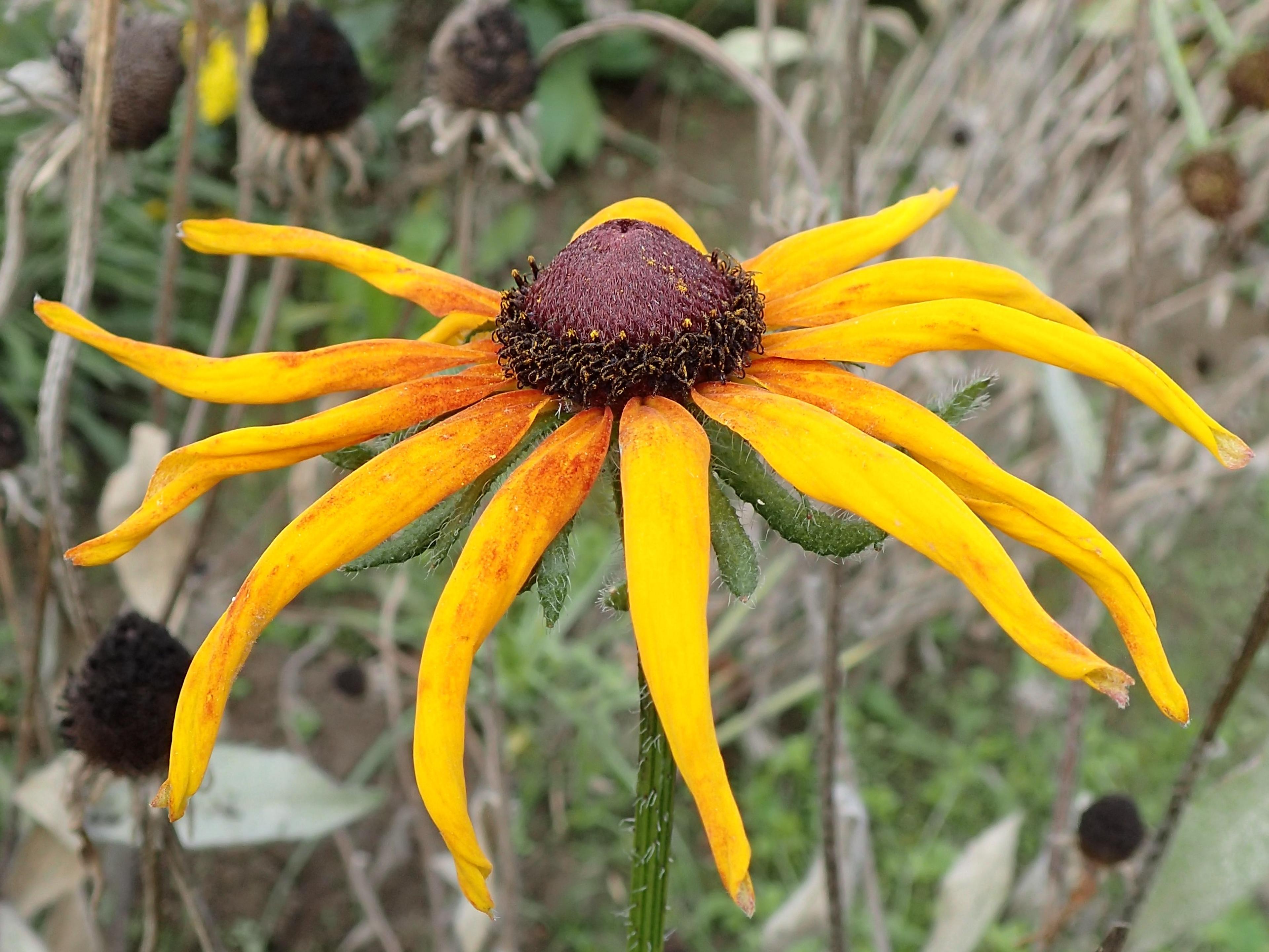 Gloriosa Daisy (Rudbeckia Fulgida) — daisy-like flowers with golden-yellow petals radiating from a dark brown to black central cone; prefers, image 73