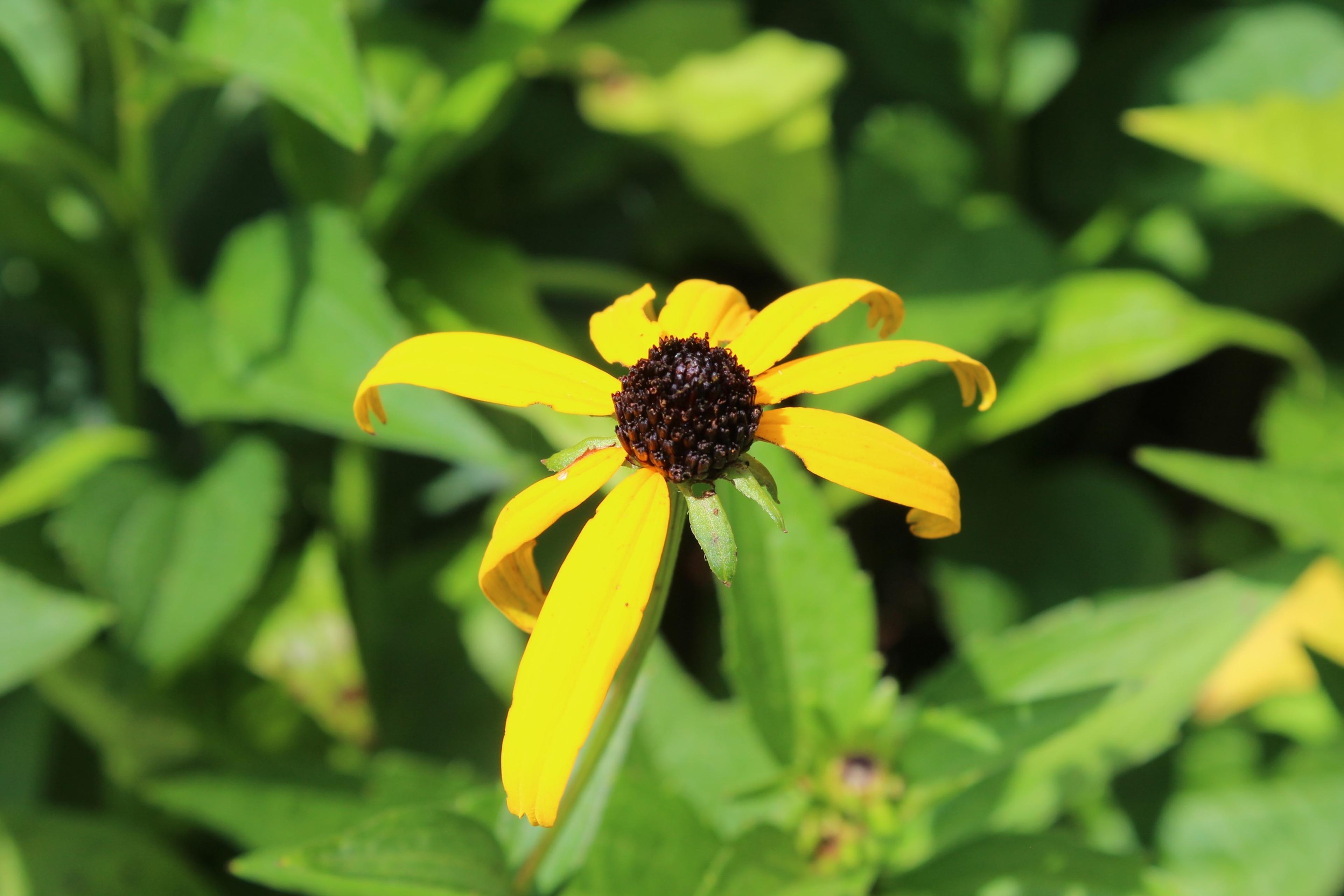 Gloriosa Daisy (Rudbeckia Fulgida) — perennial for full or half; providing not just aesthetic pleasure but also supporting local biodiversity, image 105