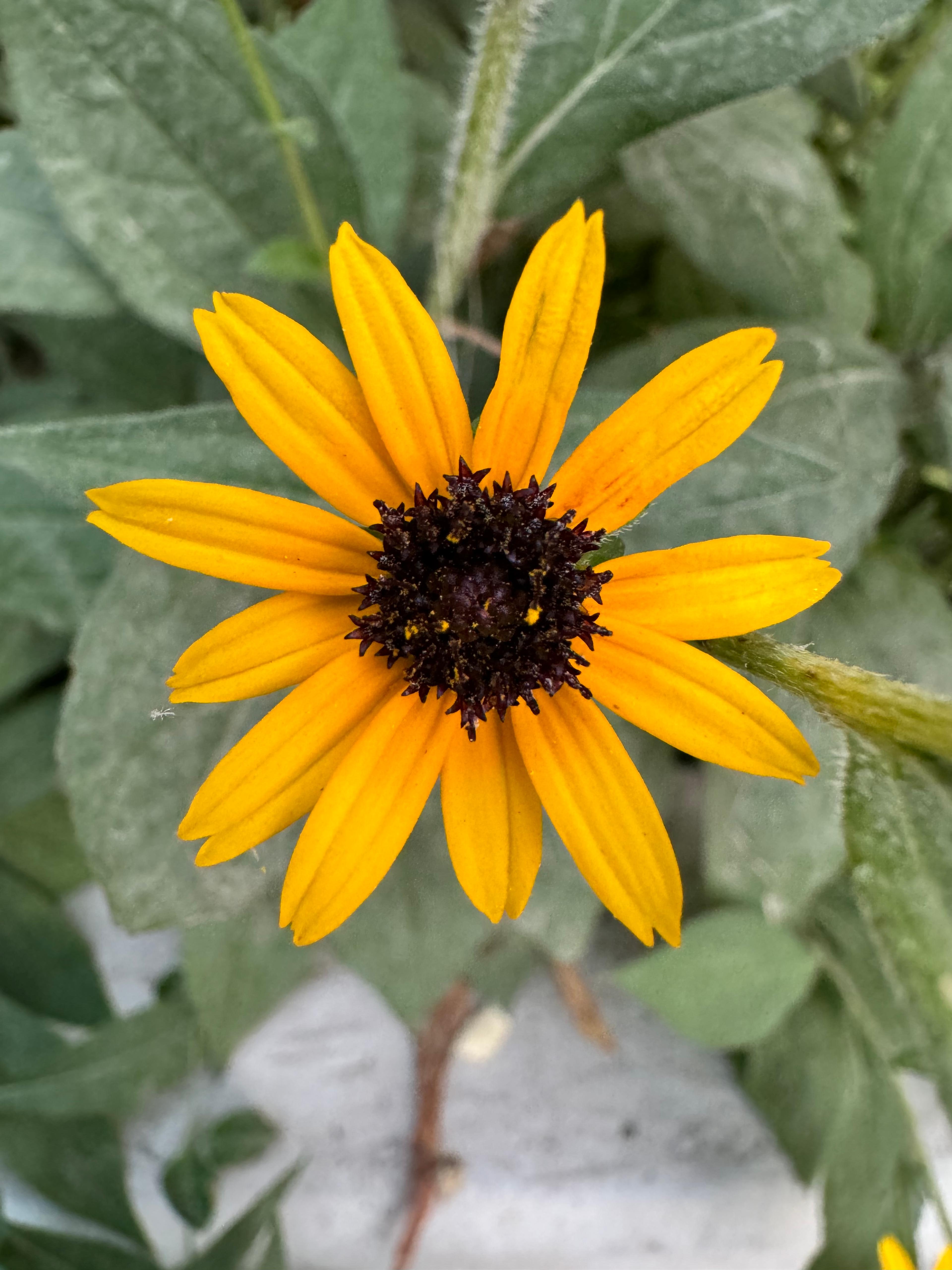 Gloriosa Daisy (Rudbeckia Fulgida) — making it a suitable addition to borders; prefers well-drained soils with regular moisture, image 160
