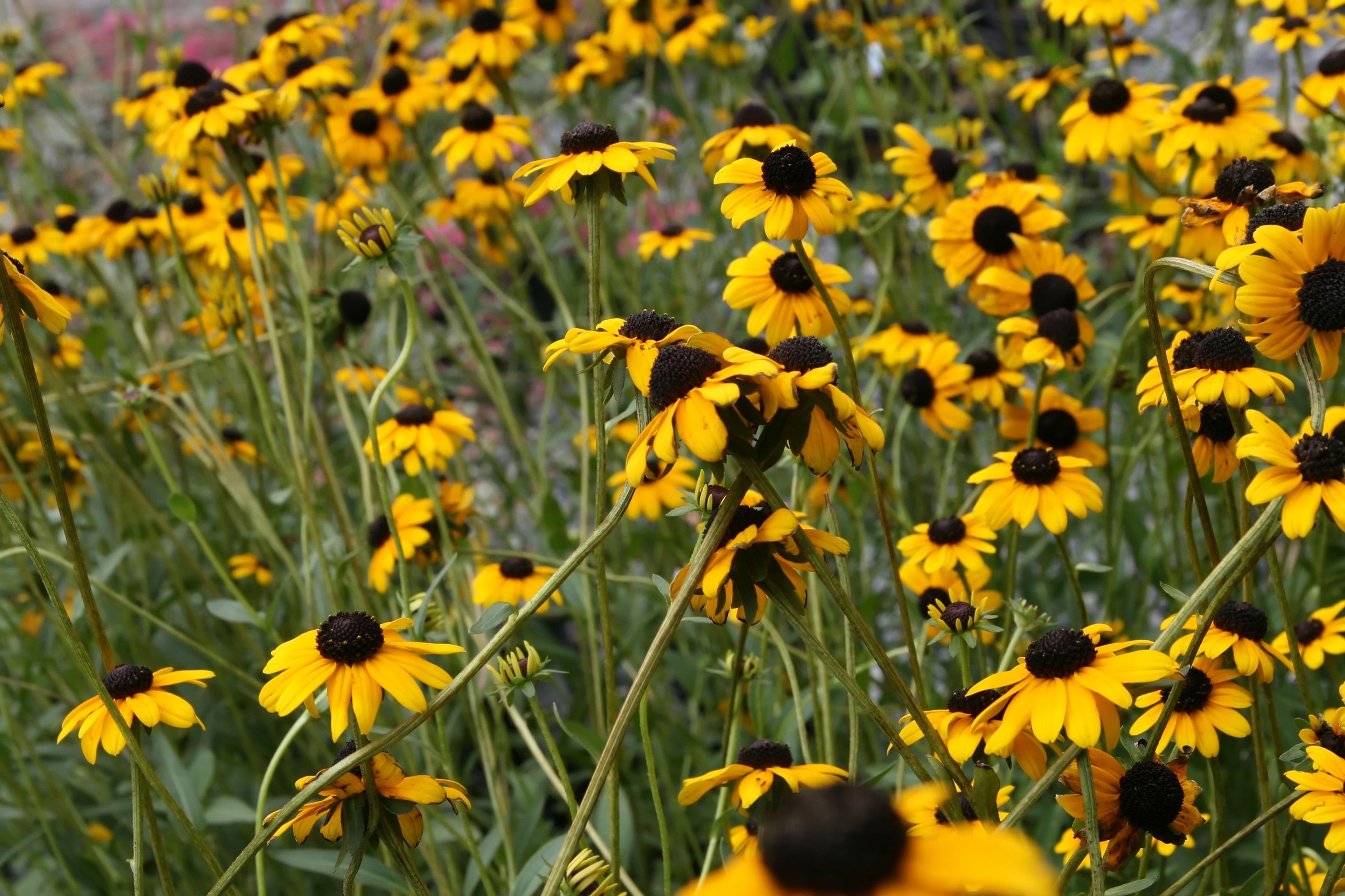 Gloriosa Daisy (Rudbeckia Fulgida) — the Gloriosa Daisy is also a favored choice for its low maintenance requirements; providing not just aesthetic, image 99