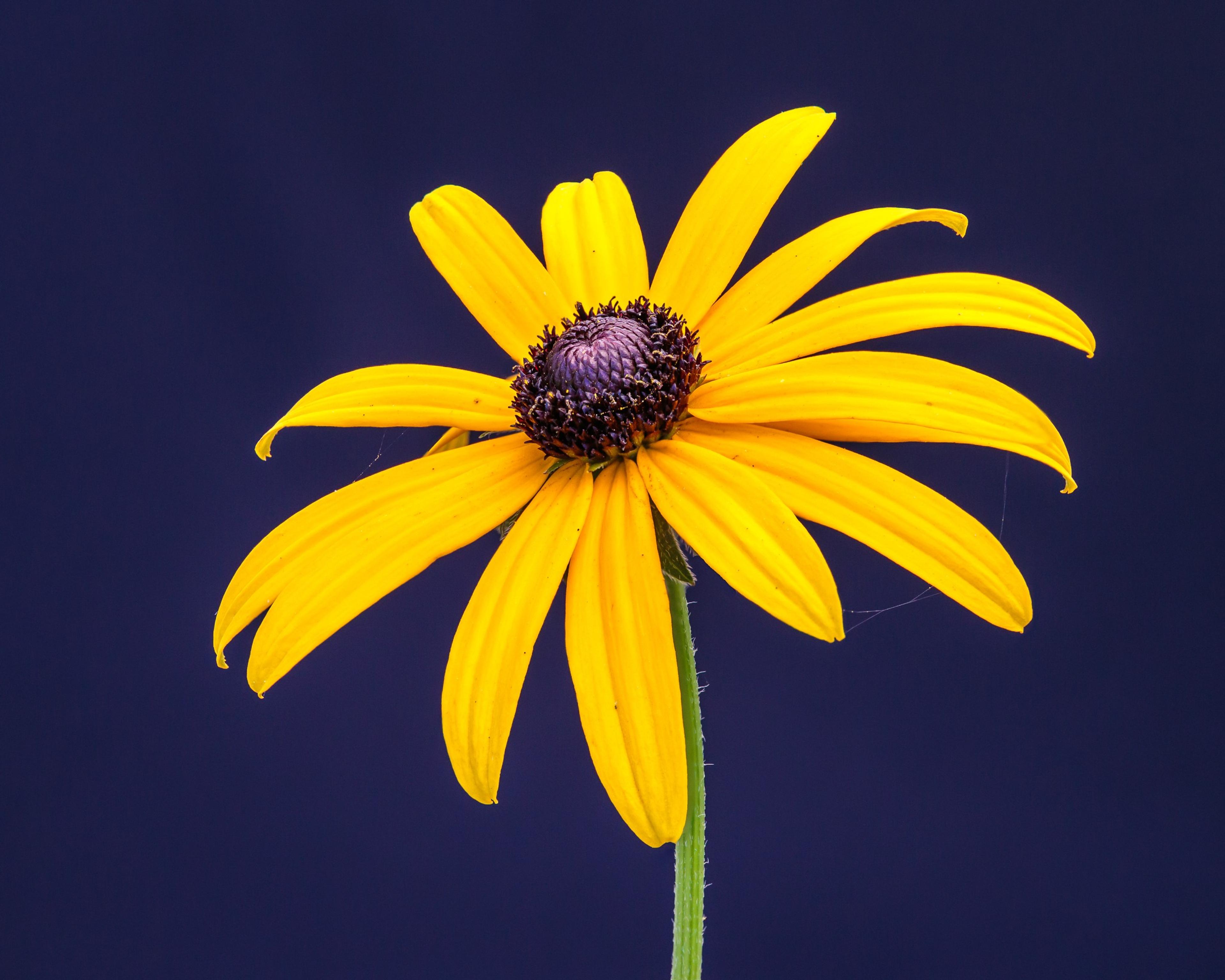 Gloriosa Daisy (Rudbeckia Fulgida) — Drought-tolerant once established; ideal for mass plantings, borders, or as a color accent; the Gloriosa Daisy, image 152