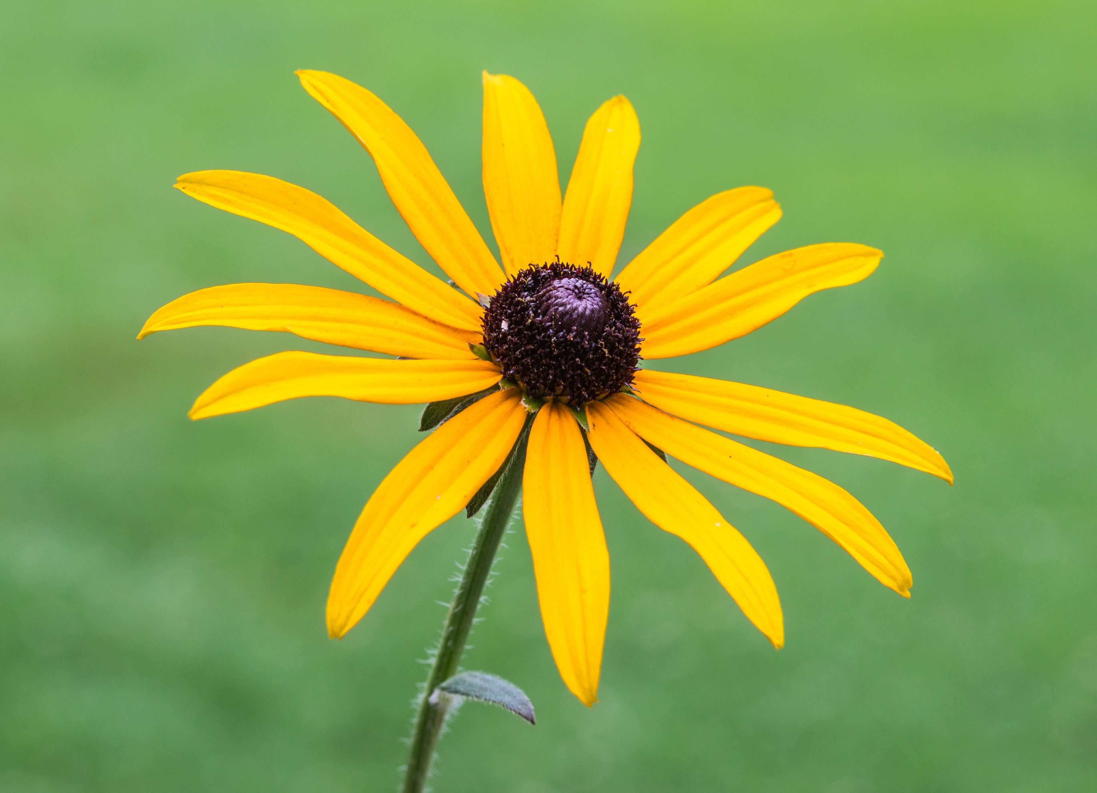 Gloriosa Daisy (Rudbeckia Fulgida) — perennial with yellow blooms; the Gloriosa Daisy thrives in full sunlight but can tolerate partial shade, image 62