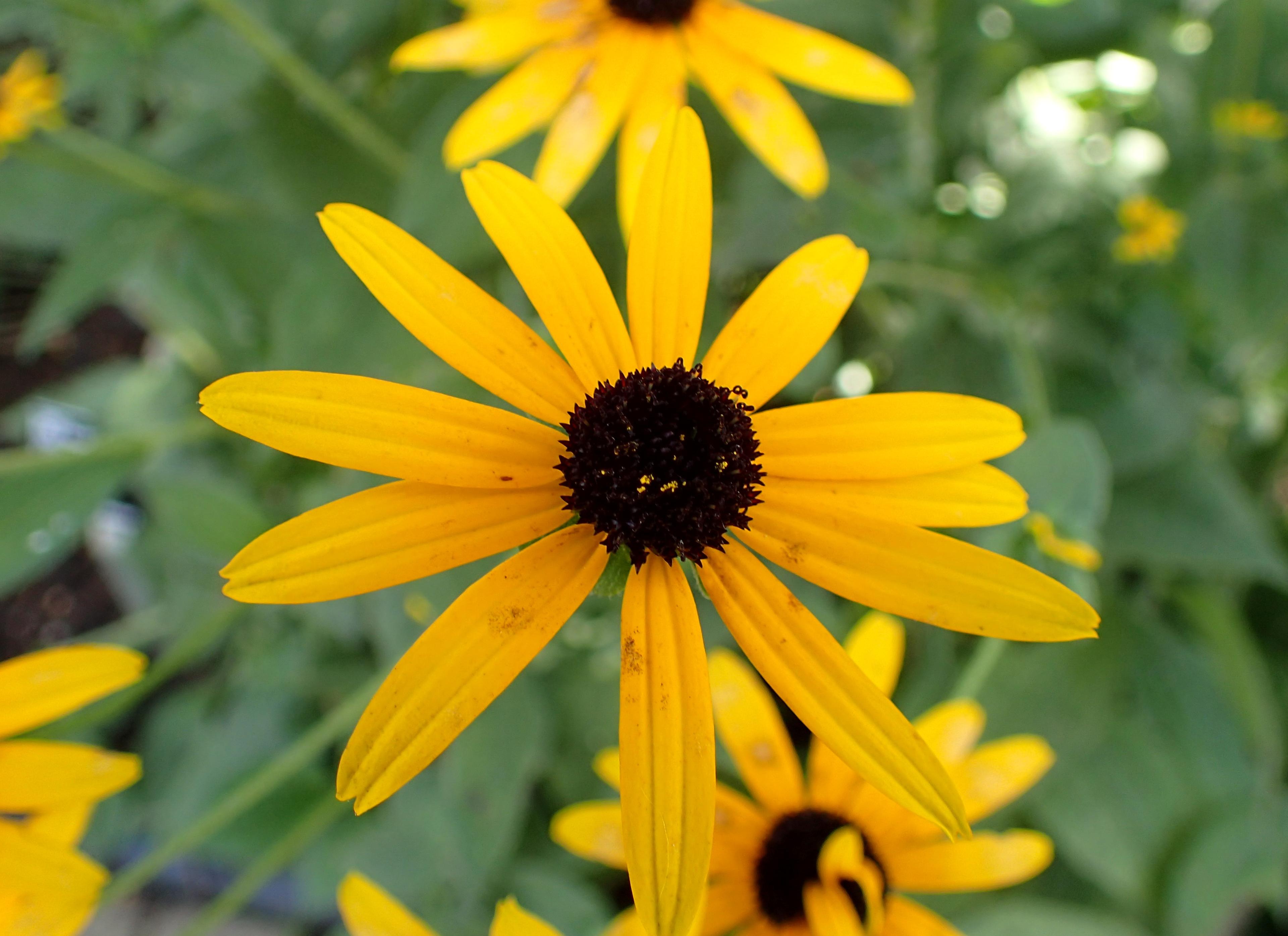 Gloriosa Daisy (Rudbeckia Fulgida) — The Gloriosa Daisy, Rudbeckia fulgida, enhances gardens with vibrant gold petals and dark brown centers, image 85
