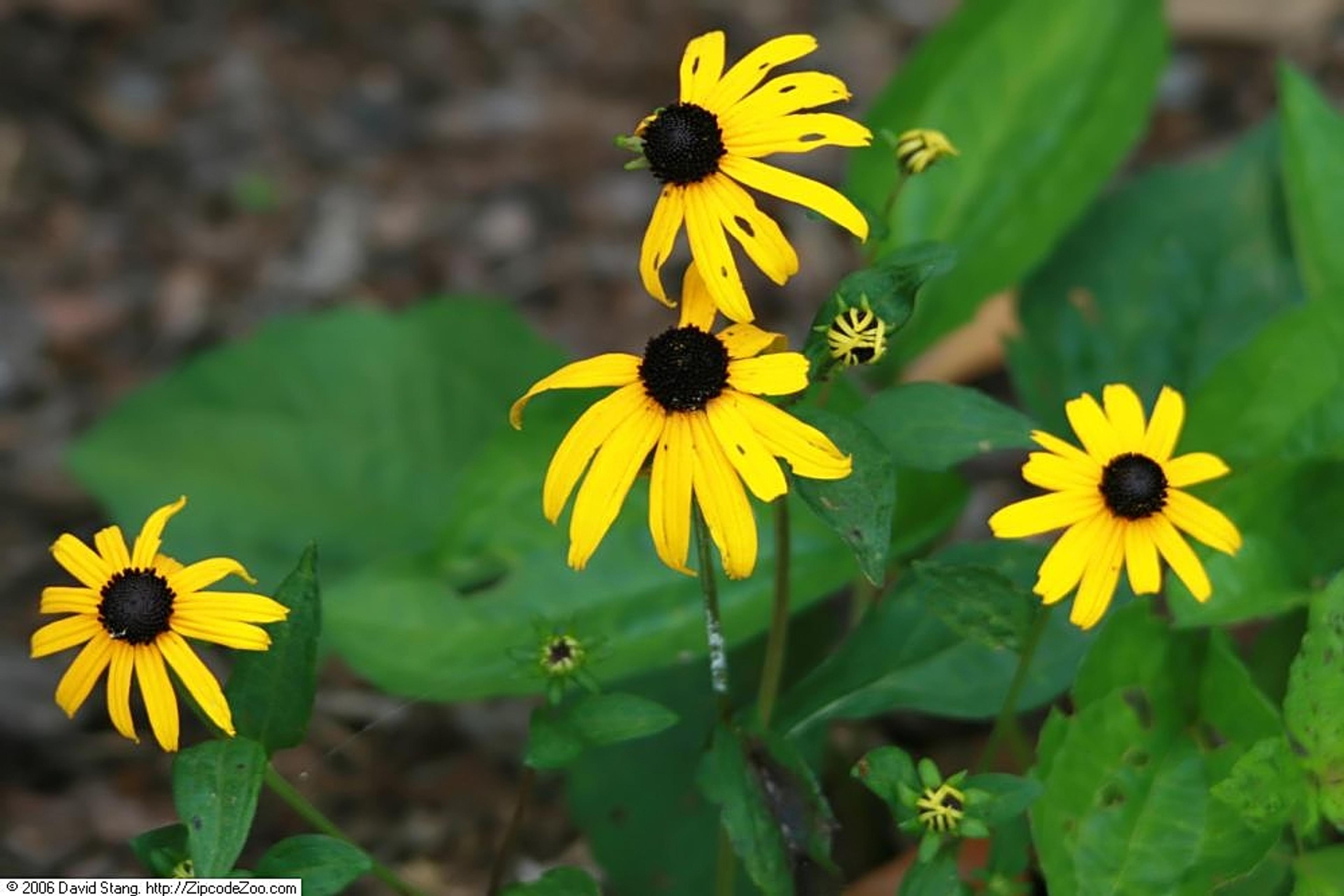 Gloriosa Daisy (Rudbeckia Fulgida) — Prefers well-drained soils with regular moisture, image 46