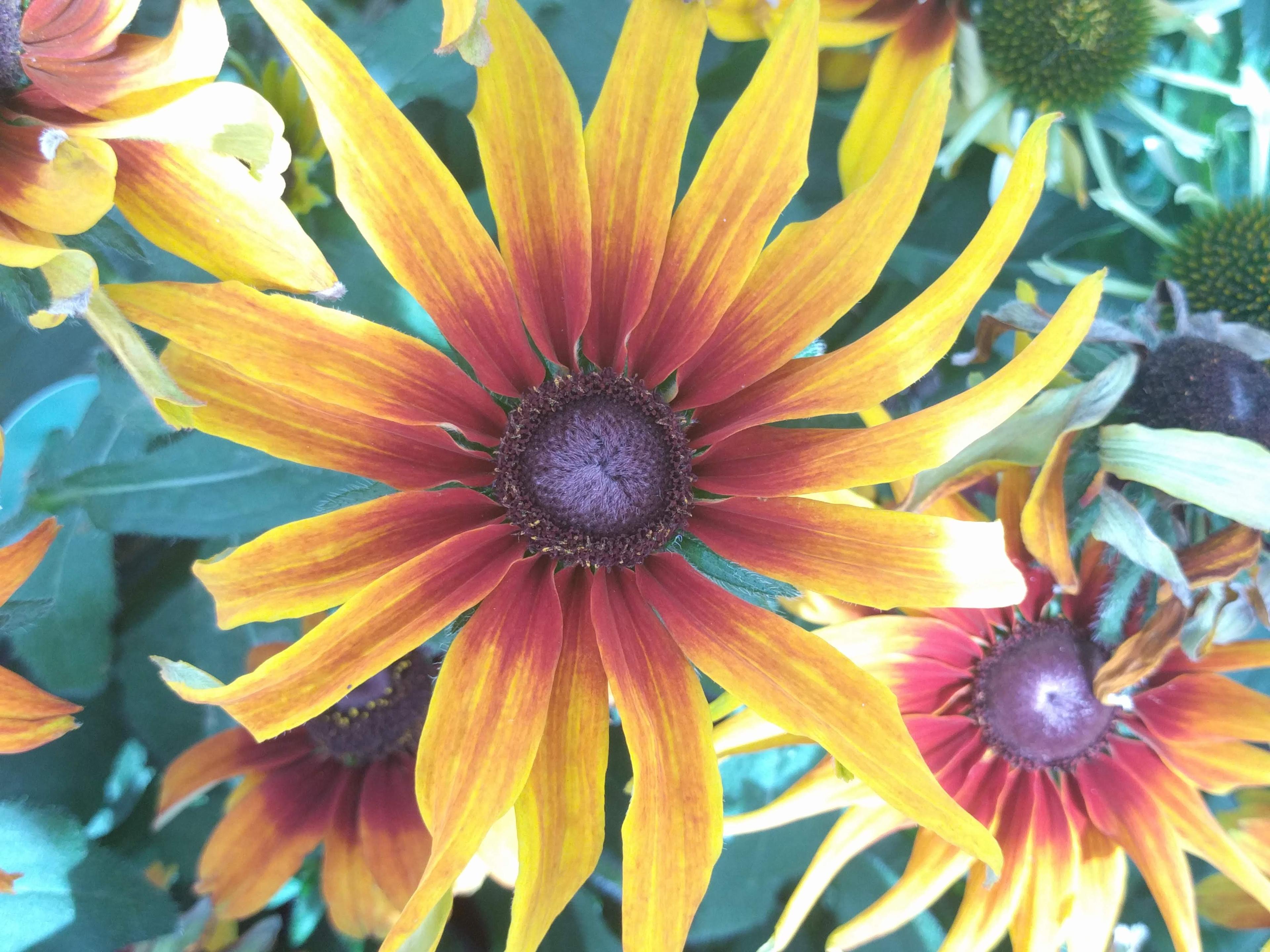 Gloriosa Daisy (Rudbeckia Fulgida) — This hardy plant is characterized by its bold; providing not just aesthetic pleasure but also supporting local, image 72