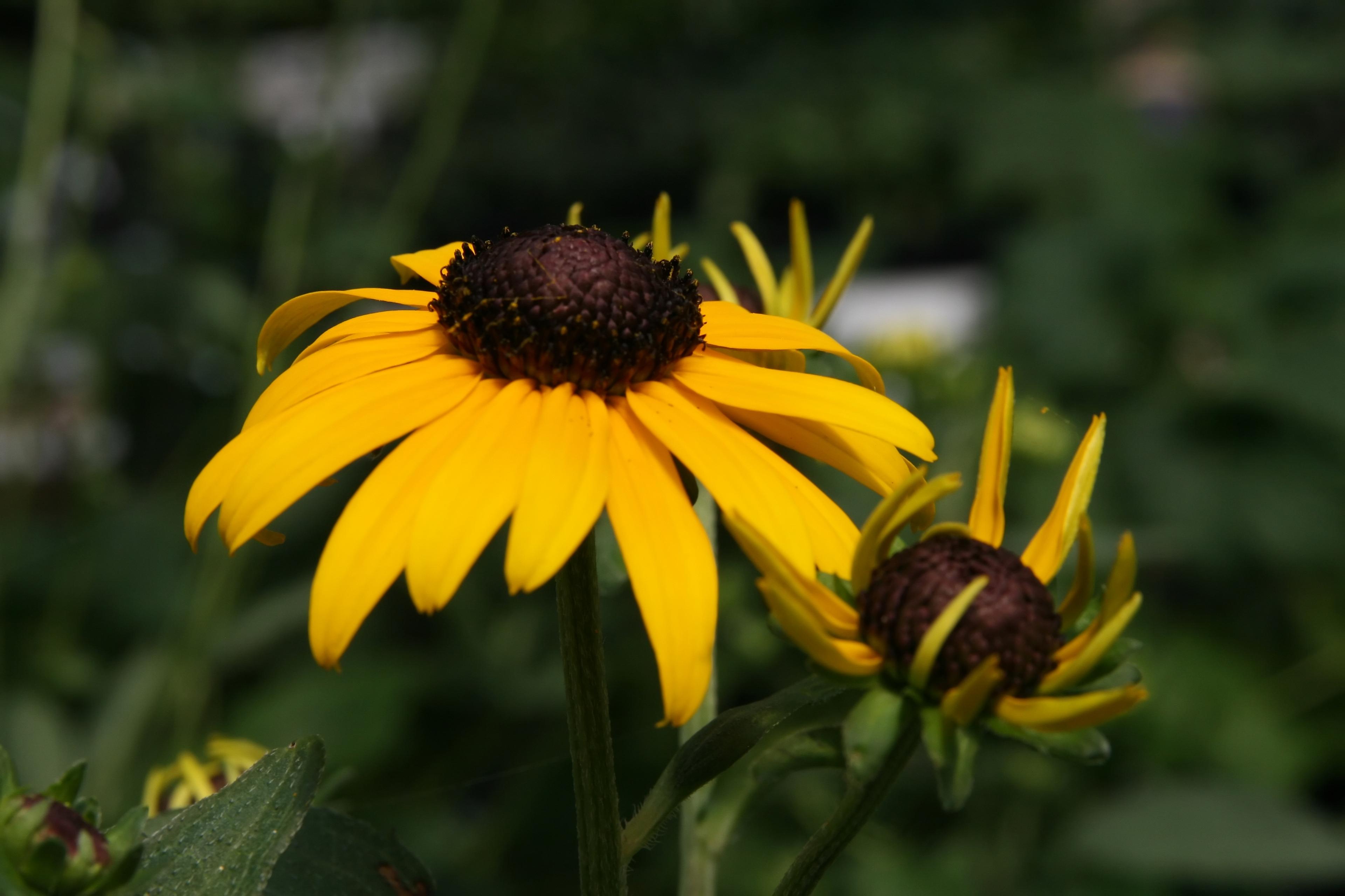 Gloriosa Daisy (Rudbeckia Fulgida) — The Gloriosa Daisy, Rudbeckia fulgida, enhances gardens with vibrant gold petals and dark brown centers, image 43