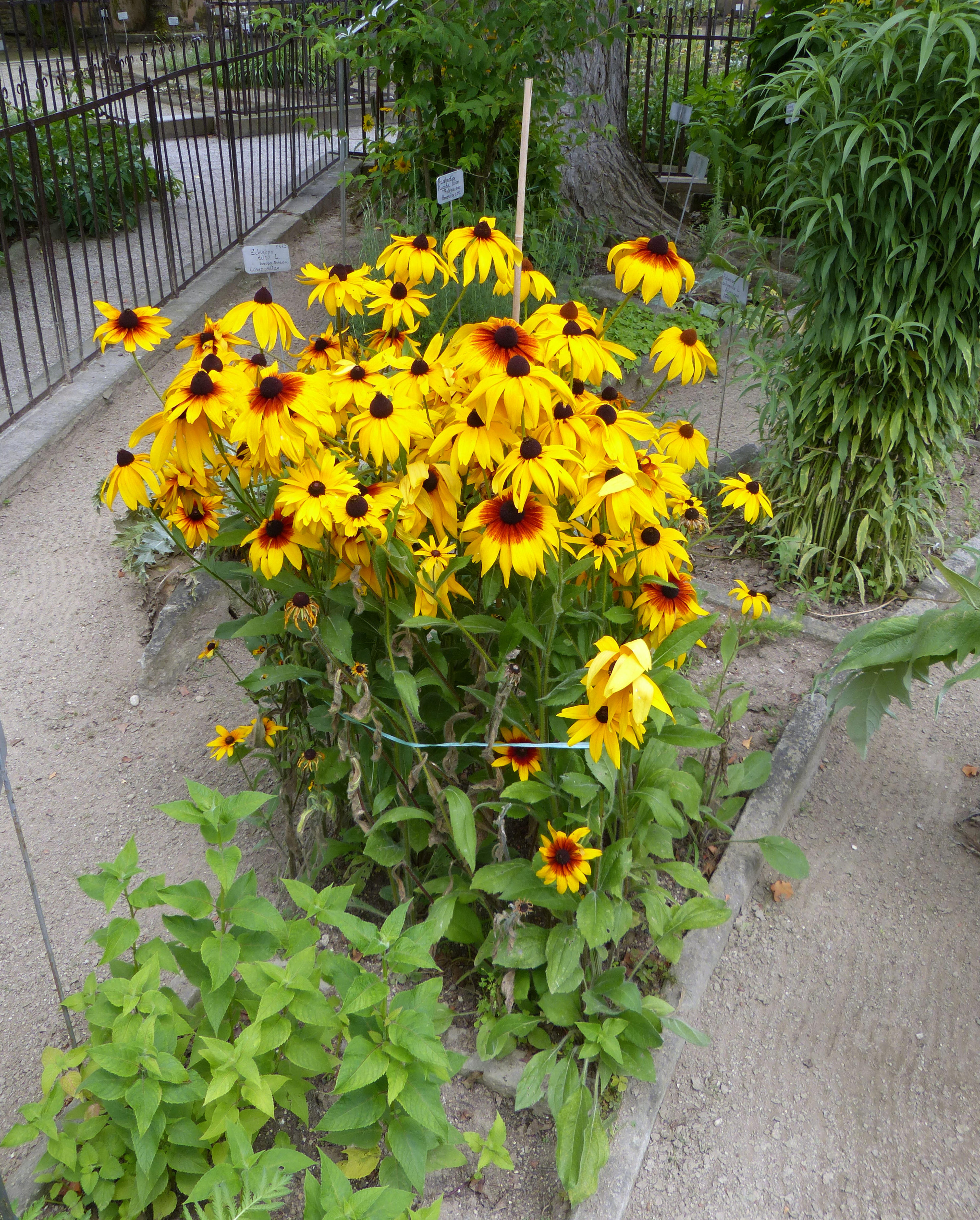 Gloriosa Daisy (Rudbeckia Fulgida) — the Gloriosa Daisy thrives in full sunlight but can tolerate partial shade, image 32