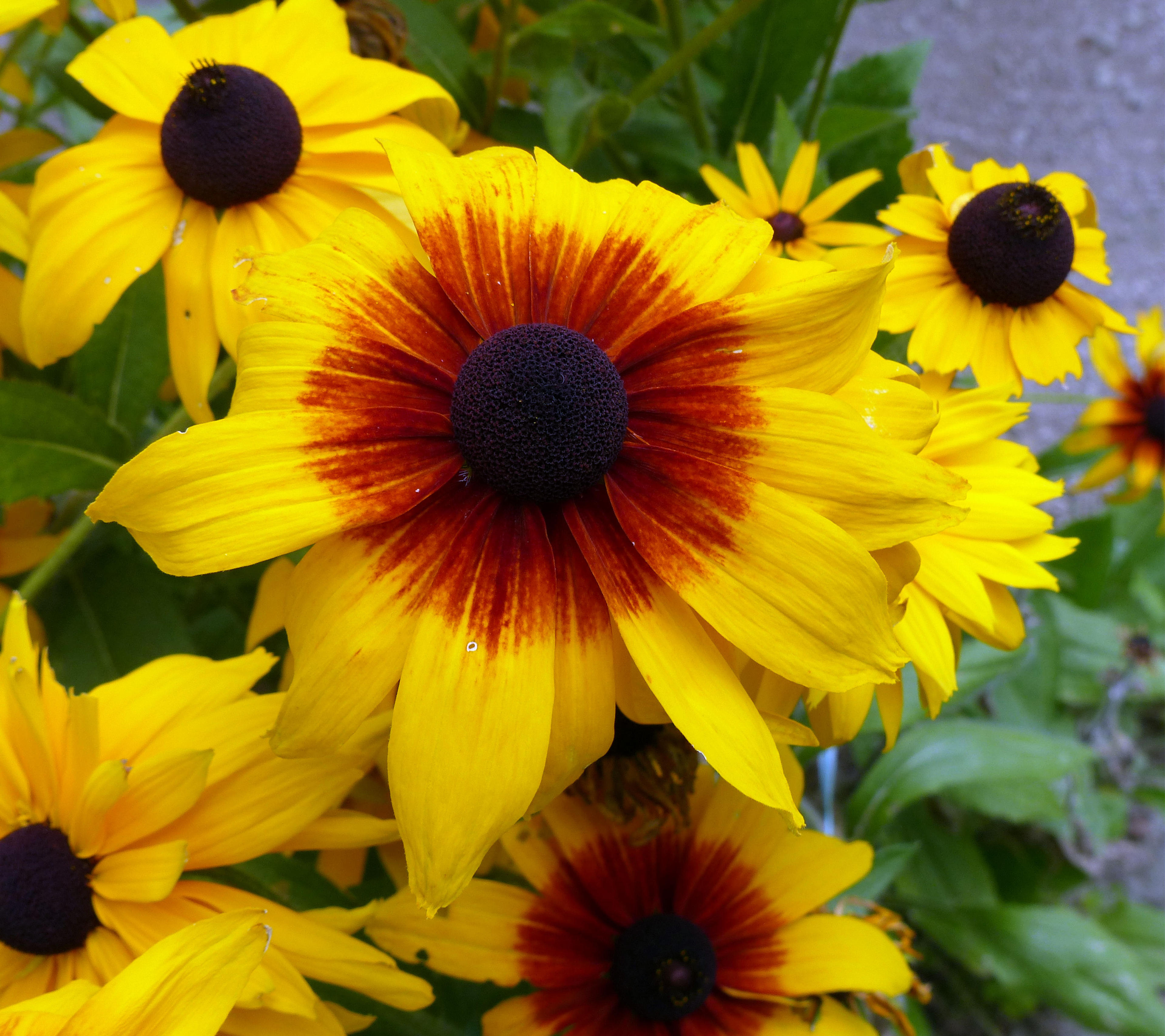 Gloriosa Daisy (Rudbeckia Fulgida) — scientifically known as Rudbeckia fulgida; providing not just aesthetic pleasure but also supporting local, image 48