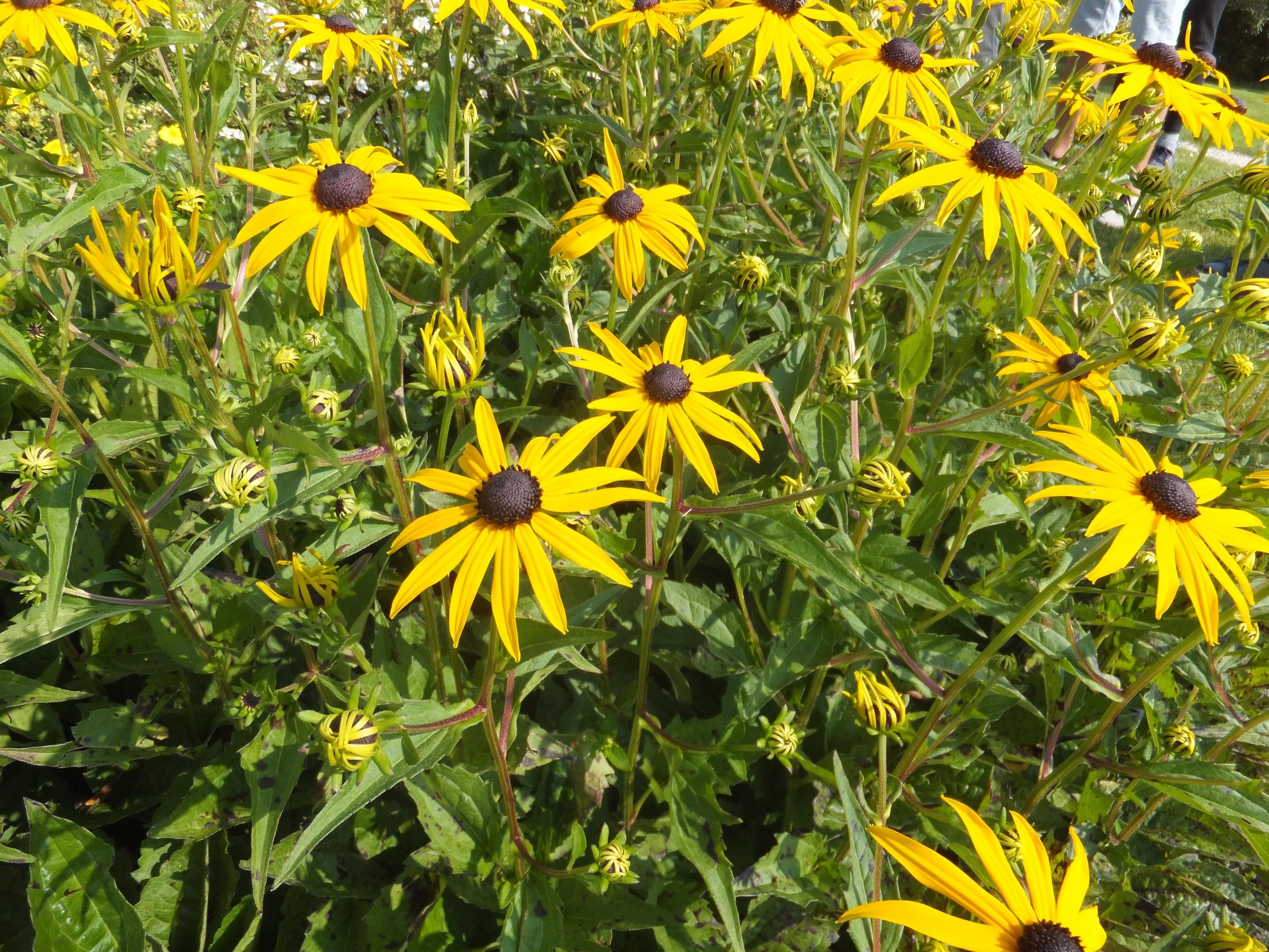 Gloriosa Daisy (Rudbeckia Fulgida) — perennial with yellow blooms; the Gloriosa Daisy thrives in full sunlight but can tolerate partial shade, image 104